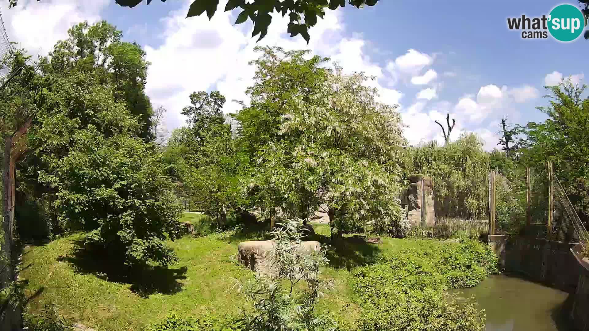 Zoo Zagreb – Lion