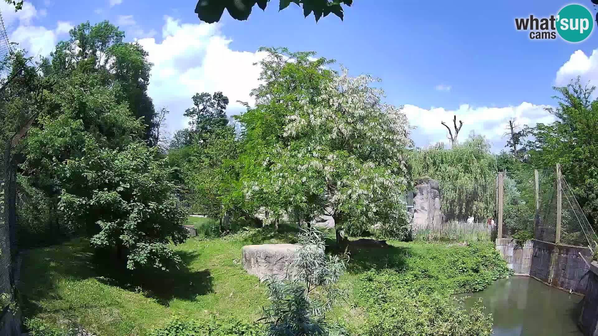 Zoo Zagreb – Lion