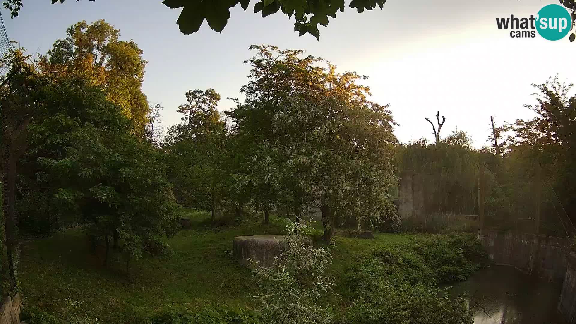 Zoo Zagreb – Lavovi