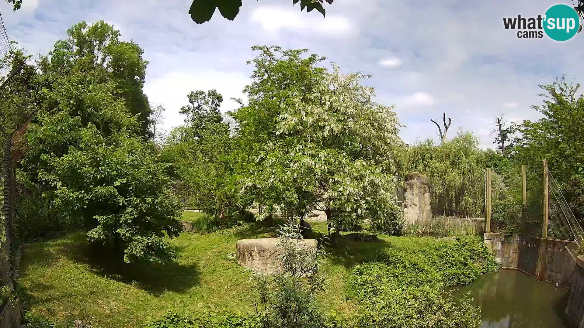 Zoo Zagreb – Löwen