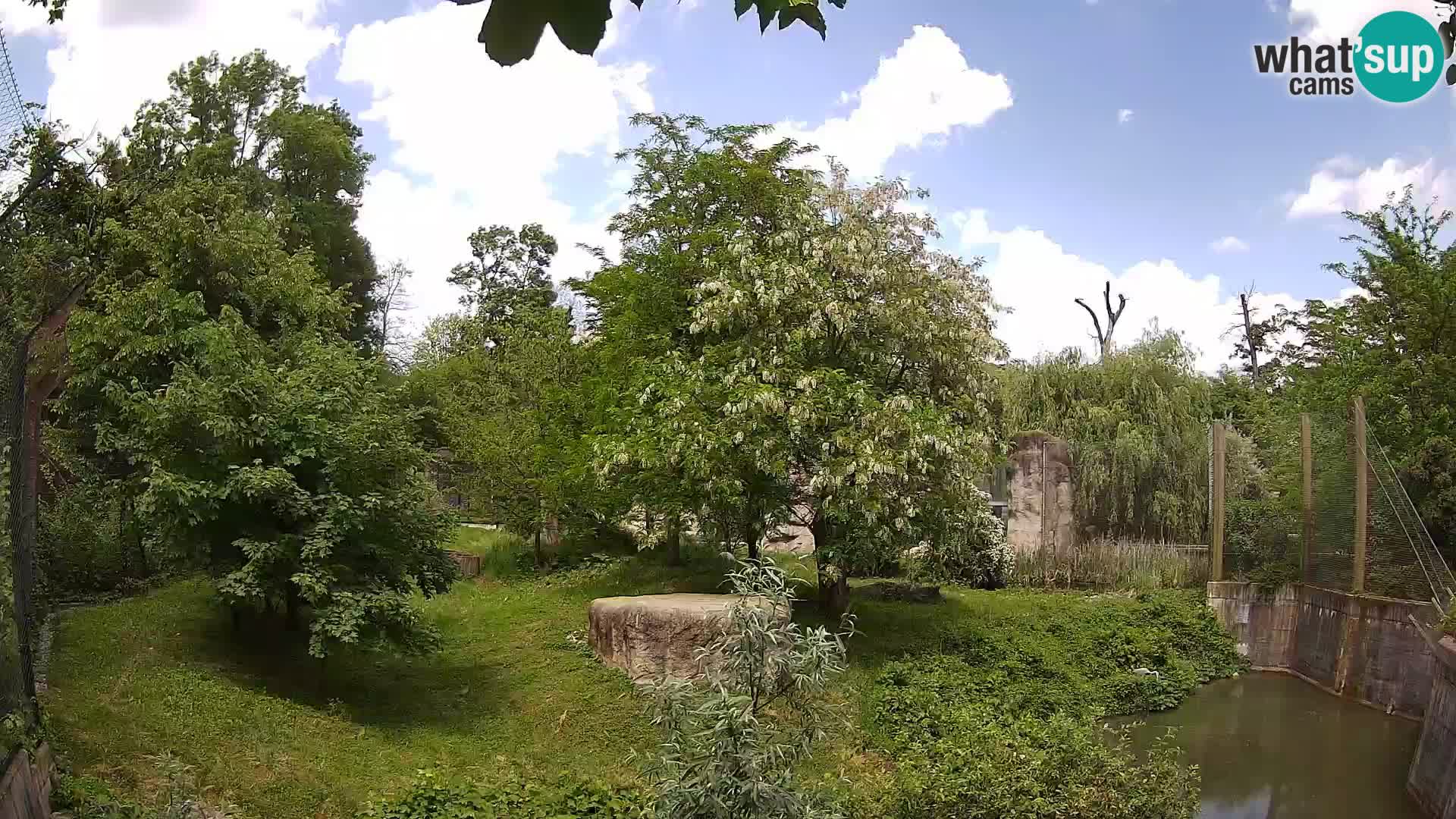 Zoo Zagreb – Löwen