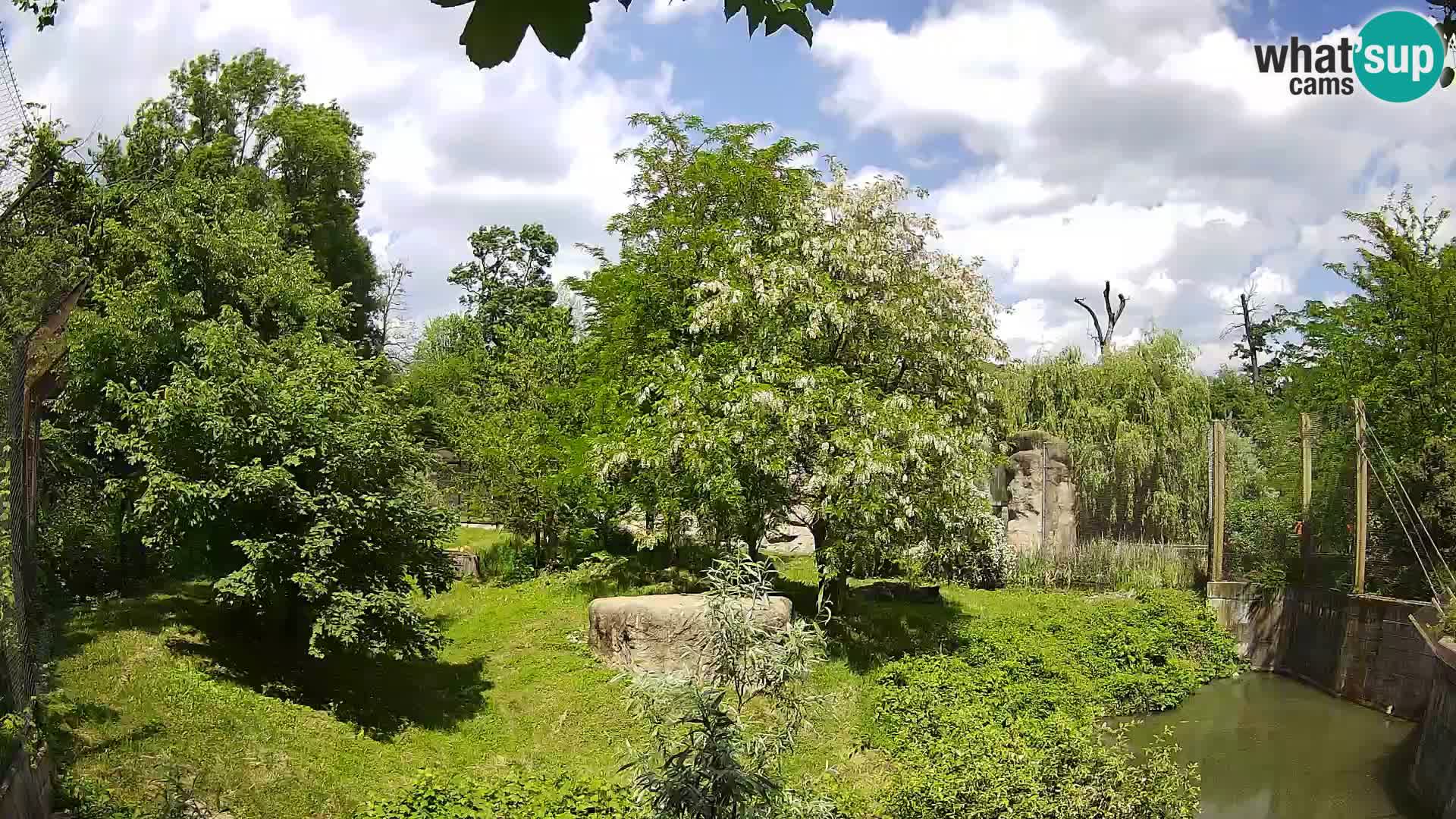 Spletna kamera Zoo Zagreb – Levi