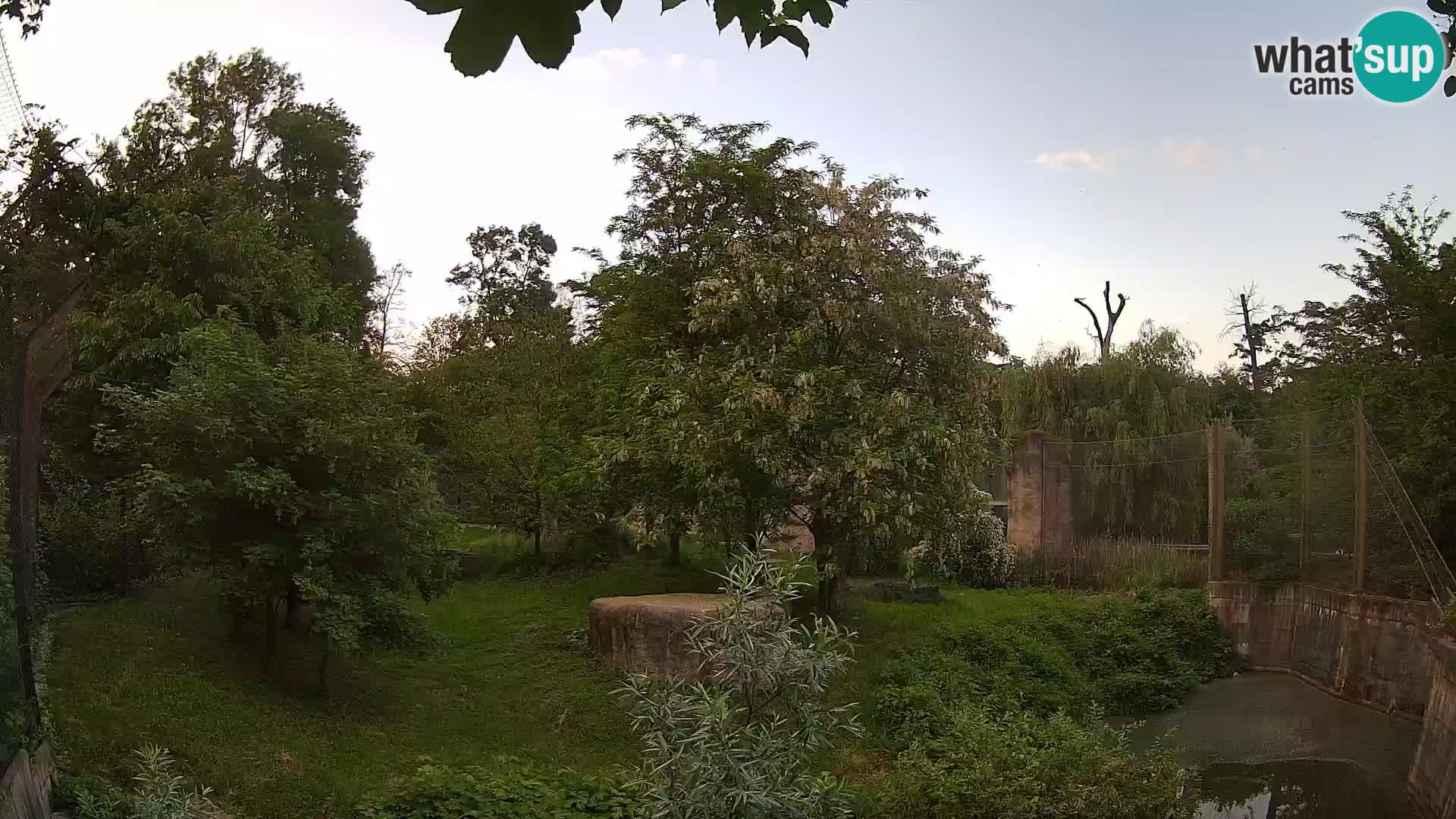 Zoo Zagreb – Lion