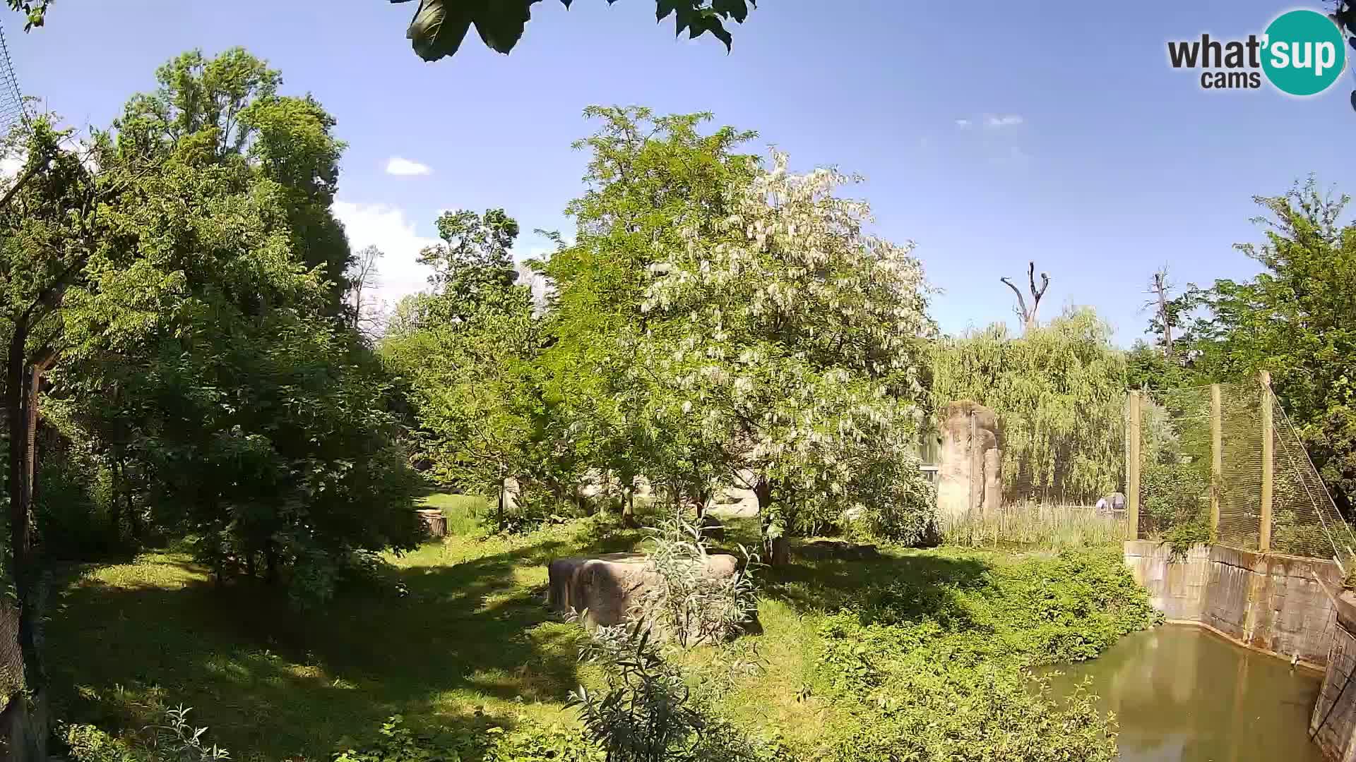 Zoo Zagreb – Lion