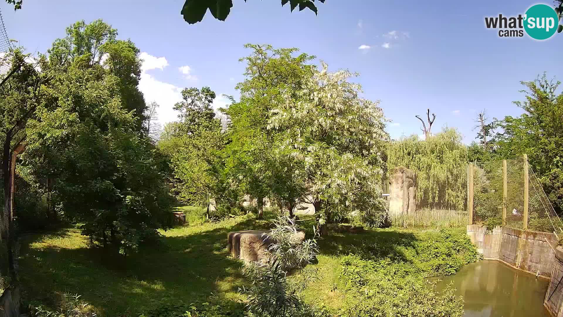 Zoo Zagreb – Leones