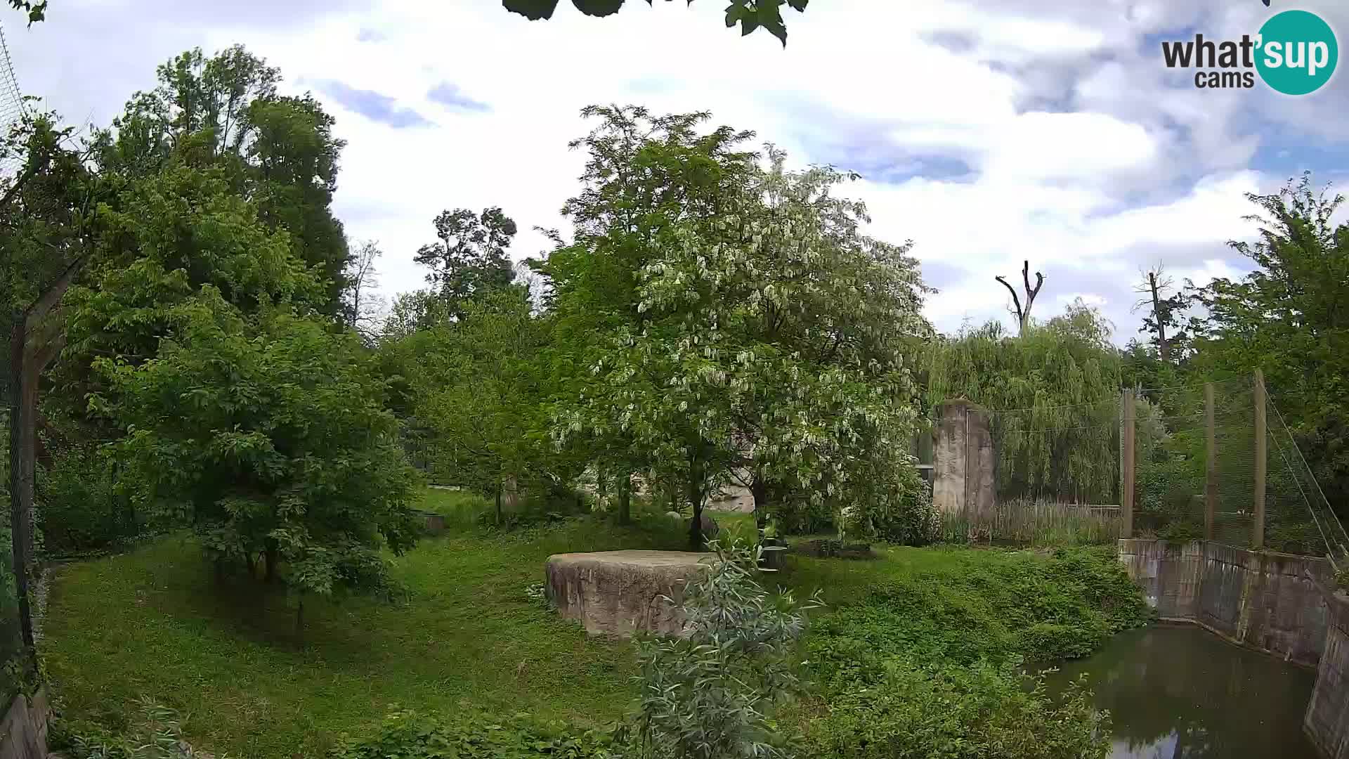 Zoo Zagreb – Lion
