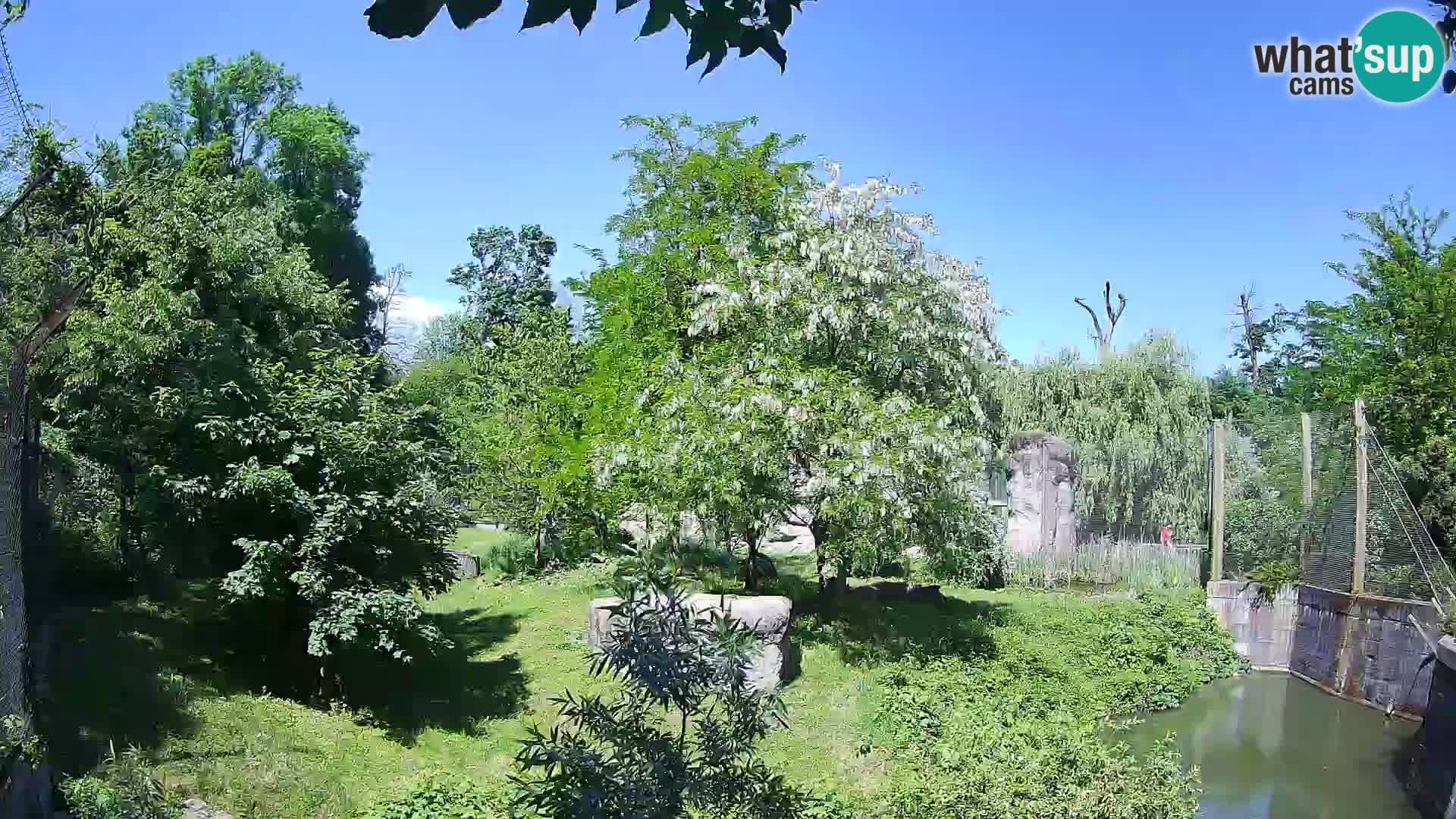 Spletna kamera Zoo Zagreb – Levi