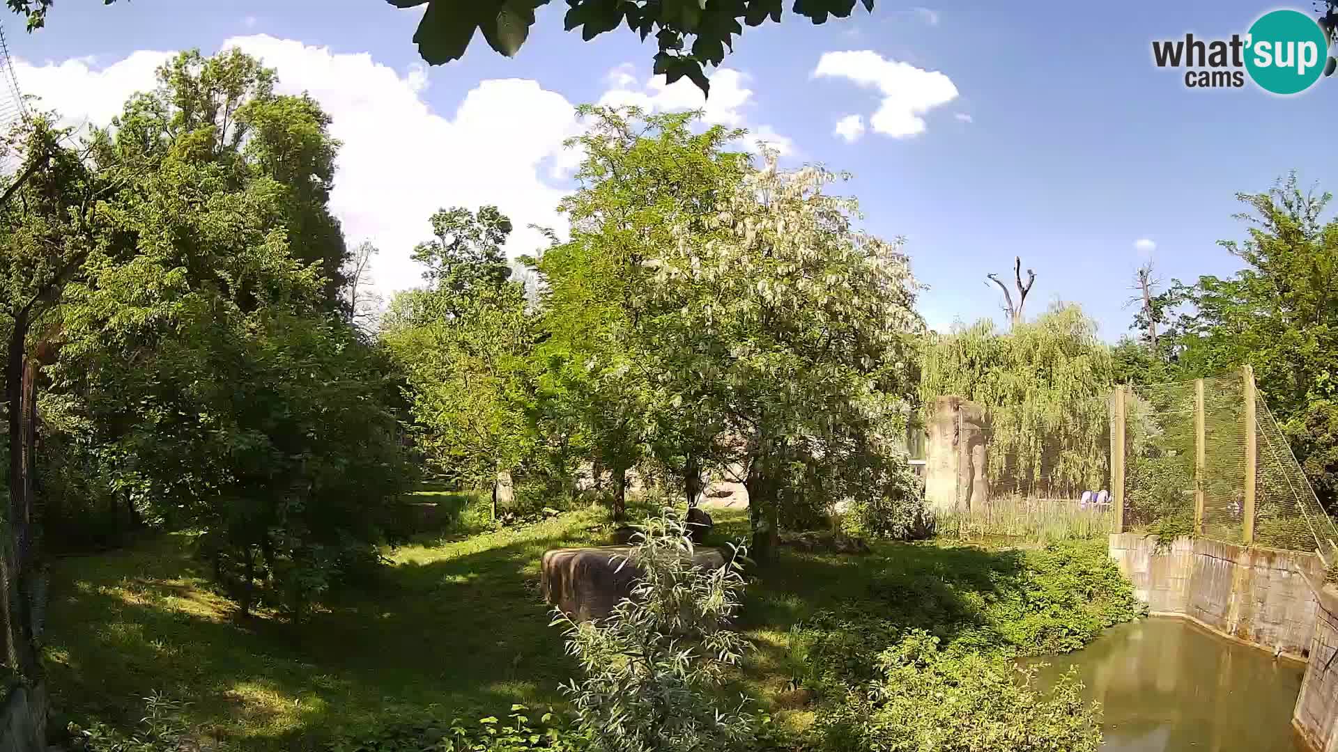 Zoo Zagreb – Lion