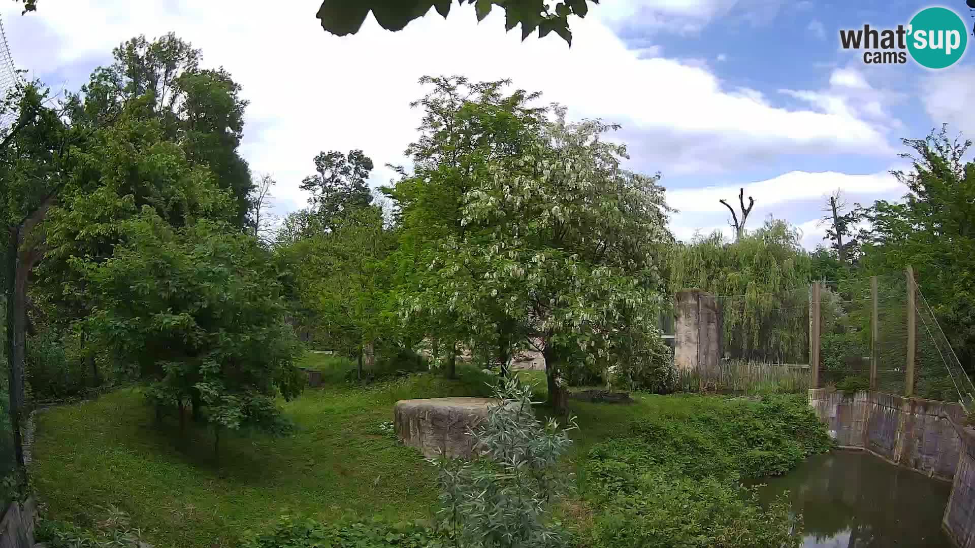 Zoo Zagreb – Lion