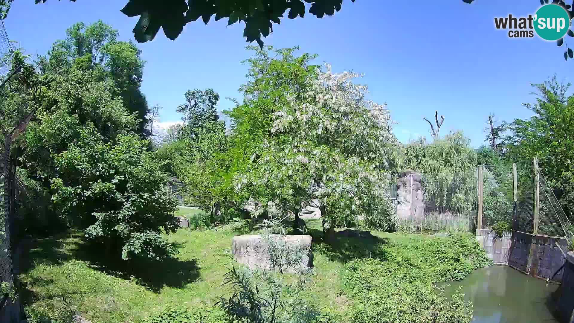 Zoo Zagreb – Lion