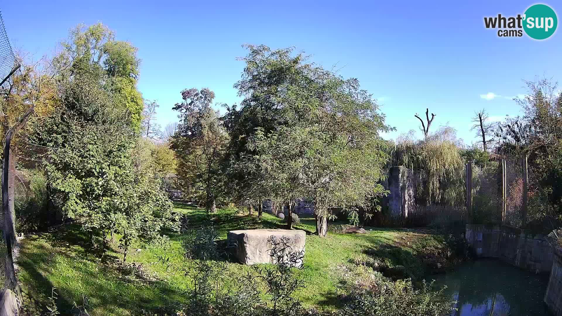 Zoo Zagreb – Lion