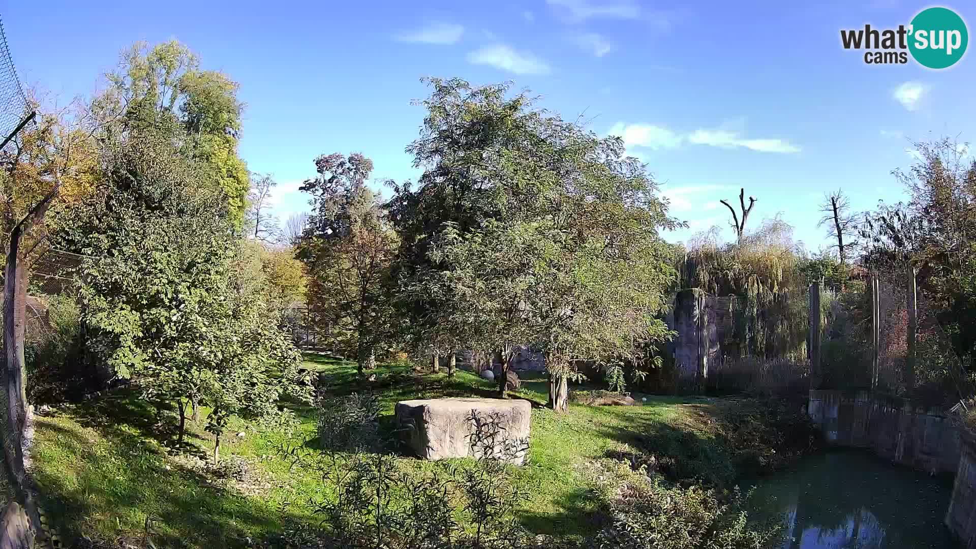 Zoo Zagreb – Lion