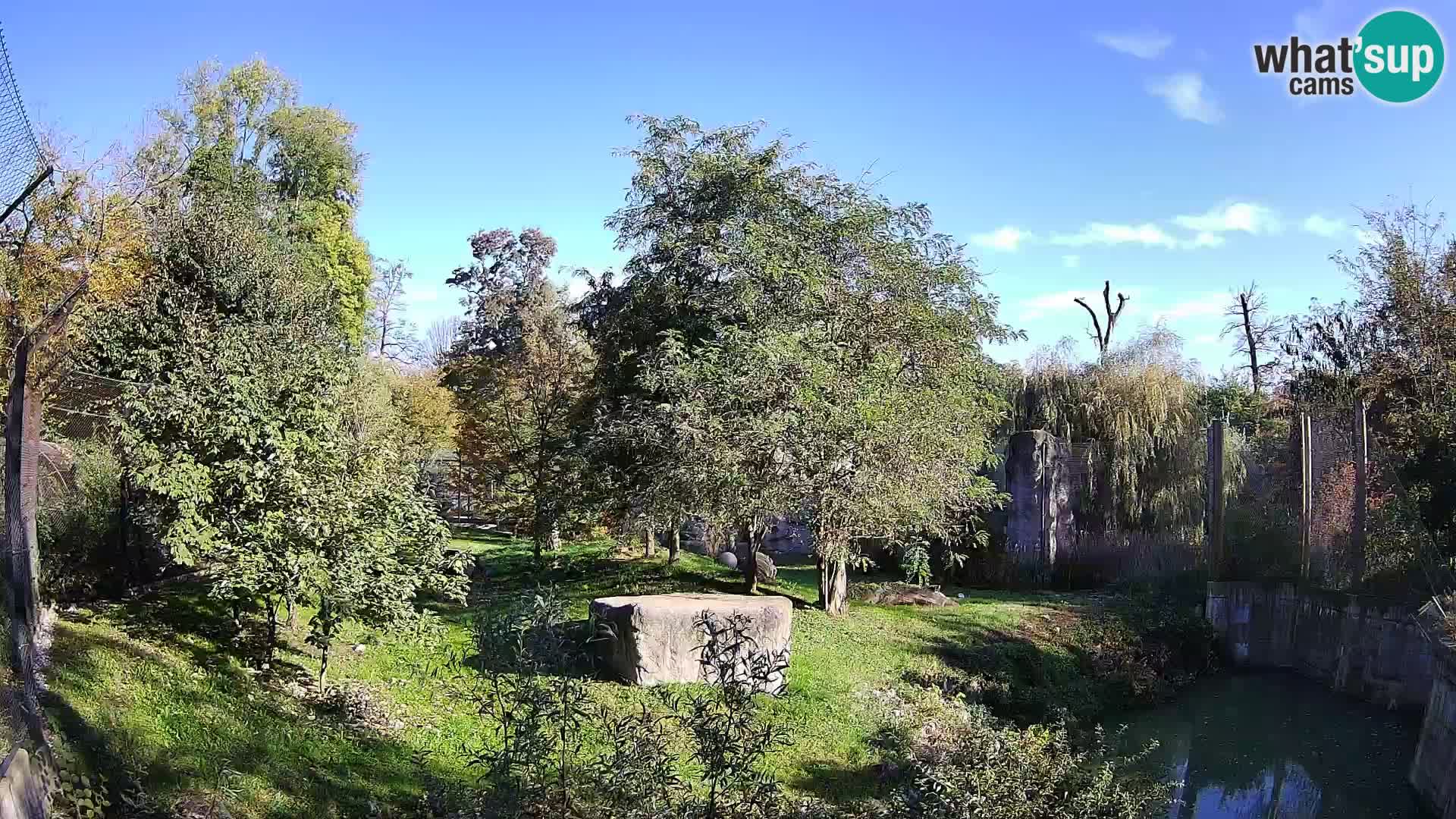 Zoo Zagreb – Lion