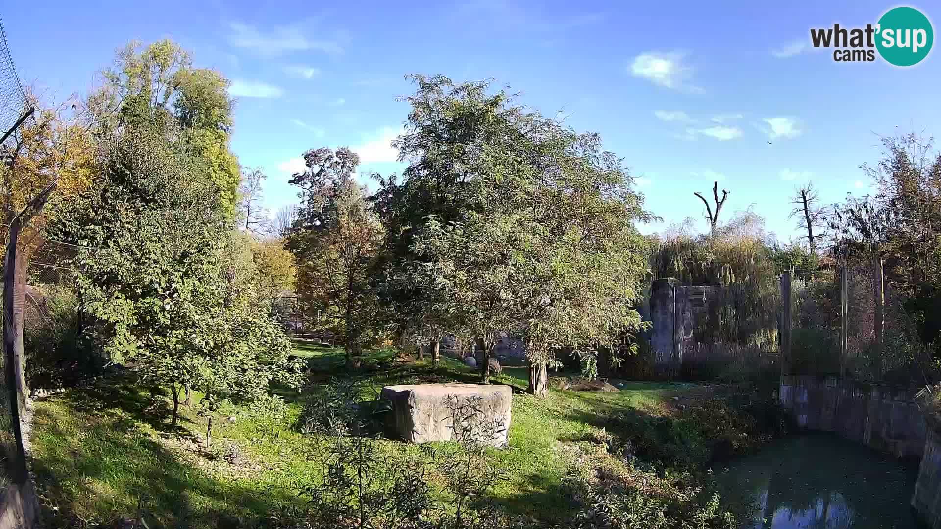 Zoo Zagreb – Lion