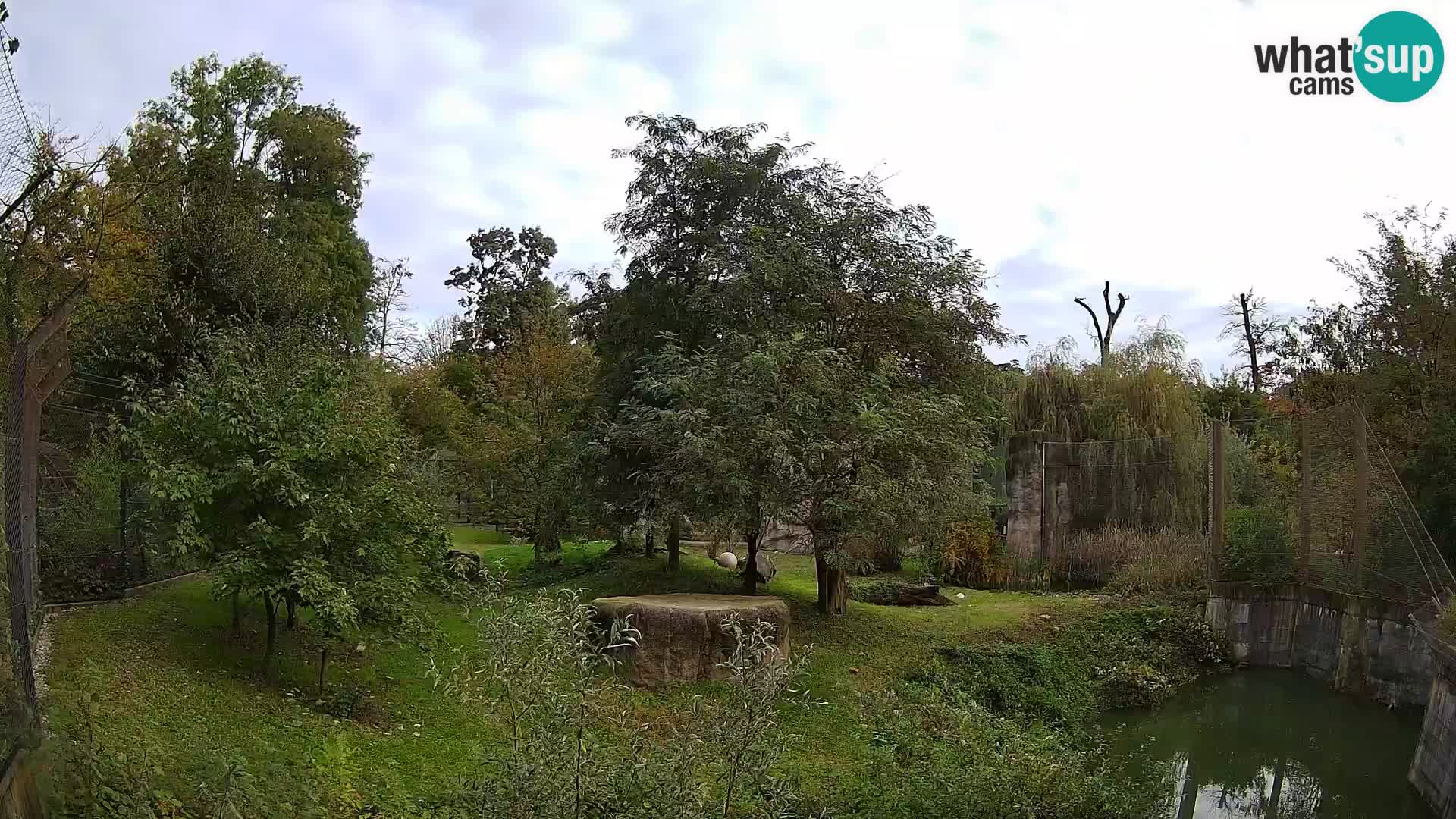 Zoo Zagreb – Lion