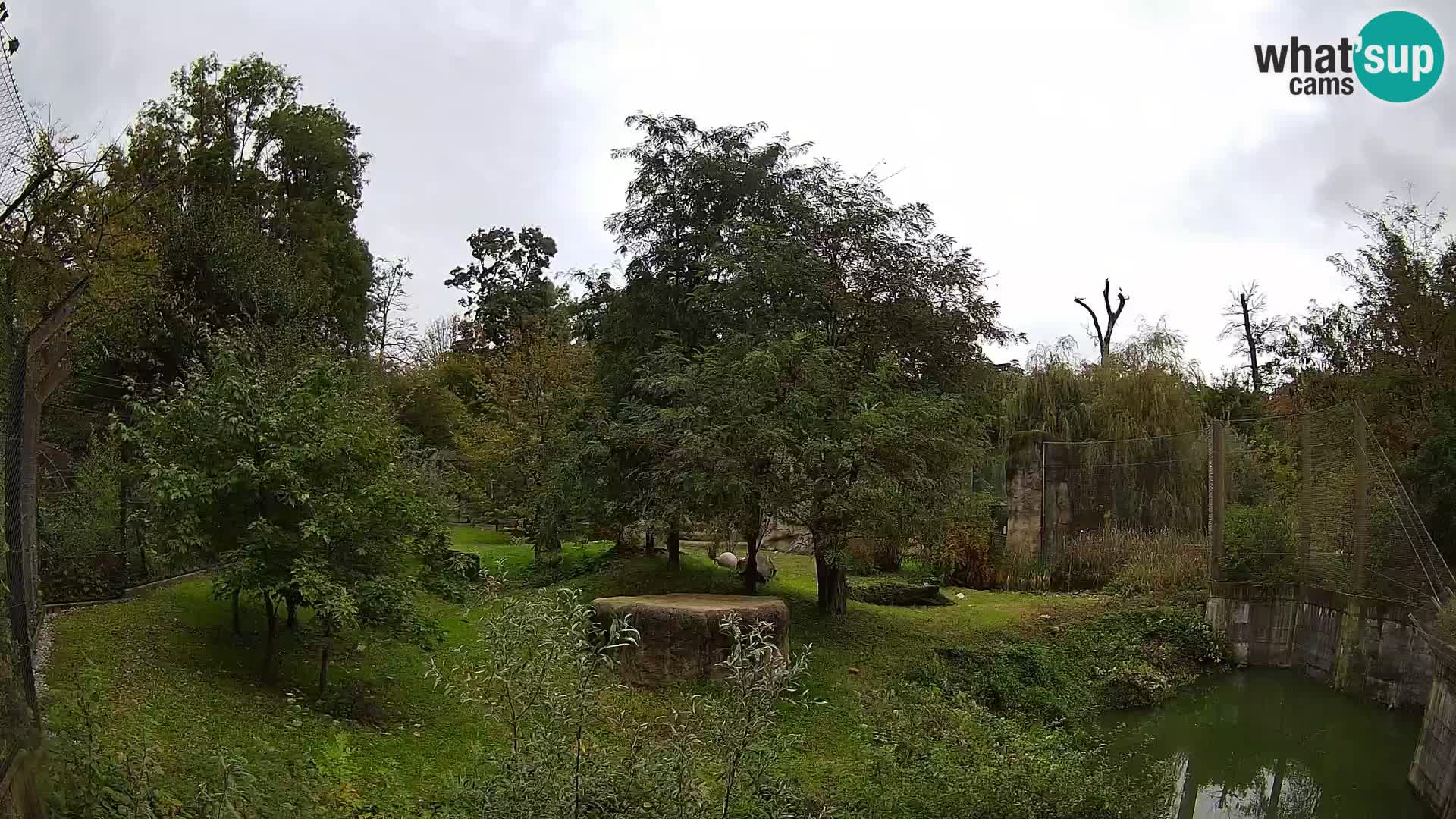 Zoo Zagreb – Lion