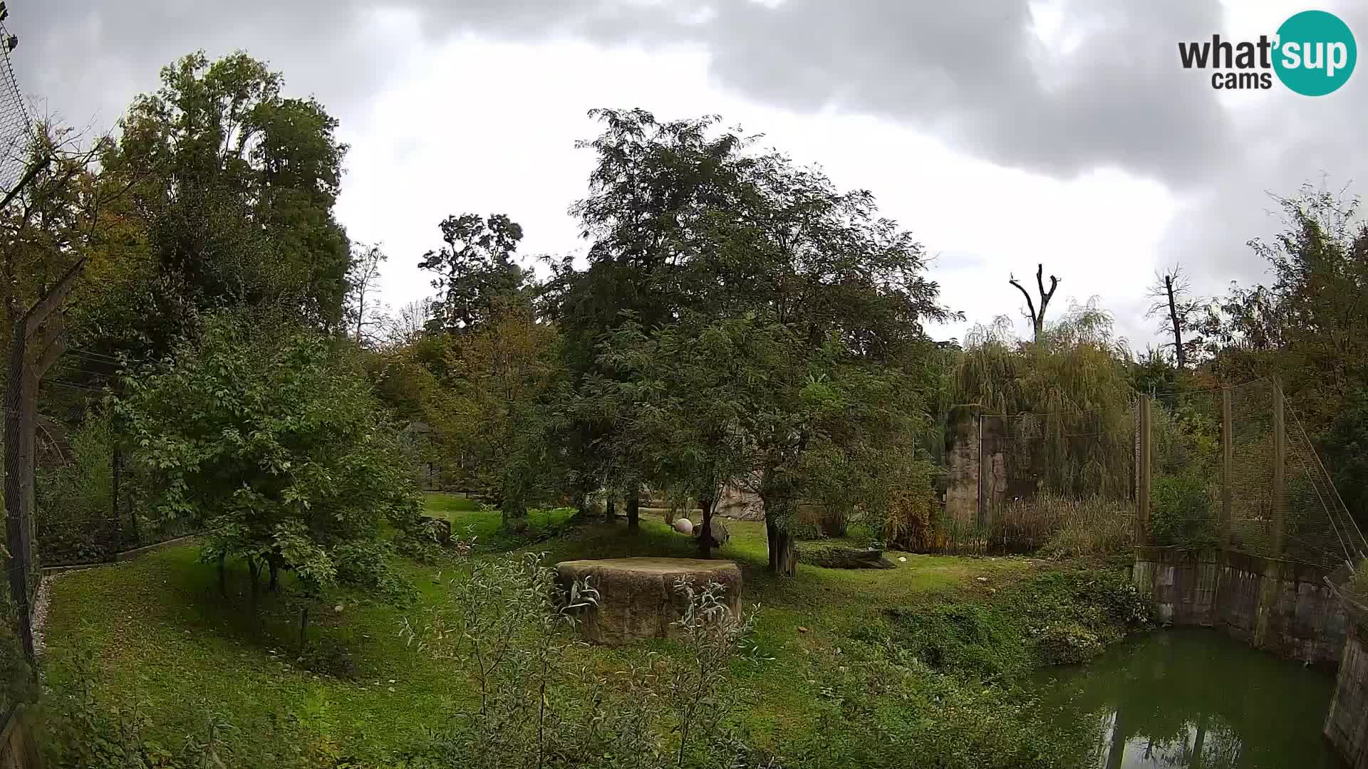 Zoo Zagreb – Lion