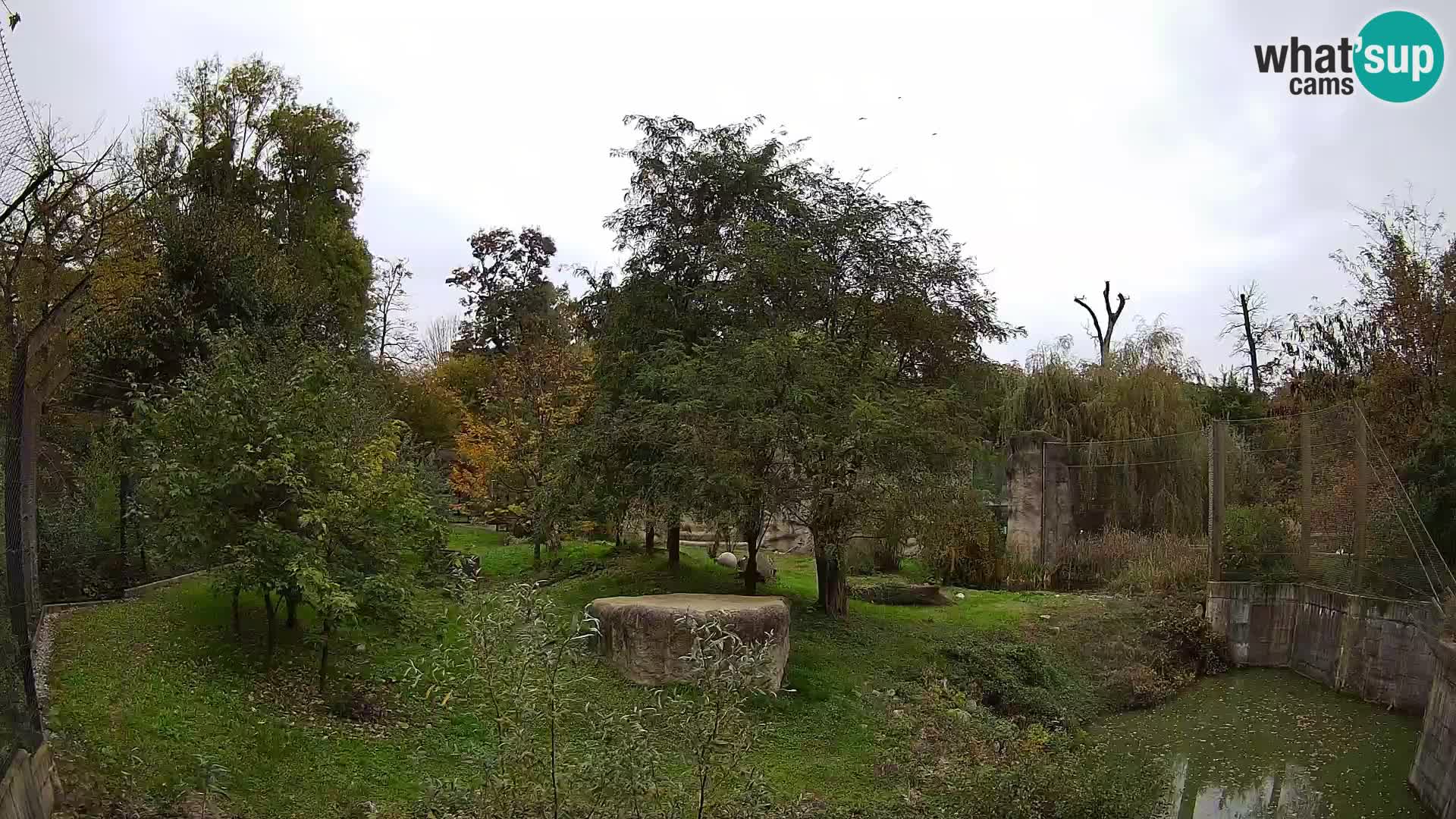 Spletna kamera Zoo Zagreb – Levi