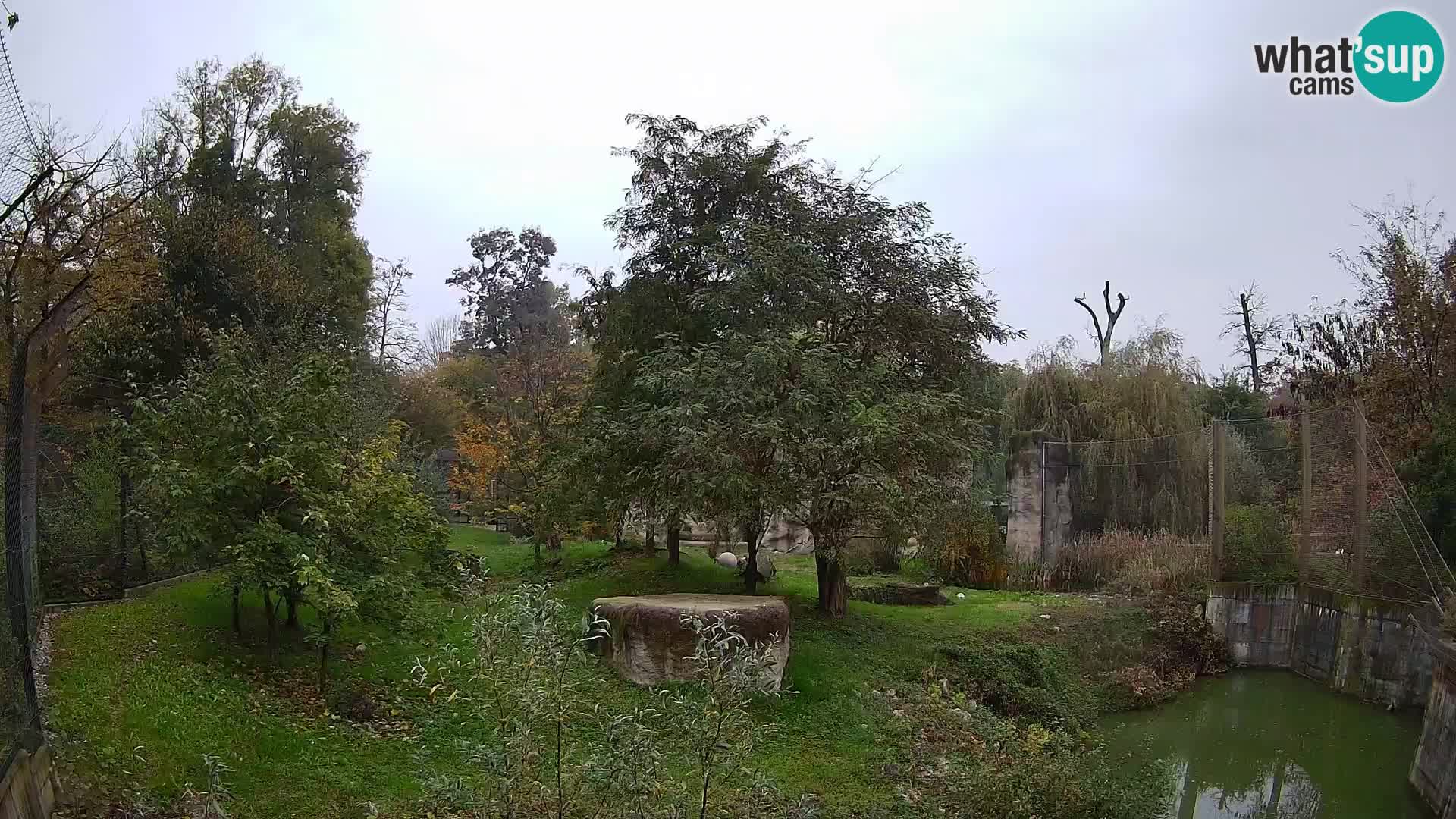 Spletna kamera Zoo Zagreb – Levi