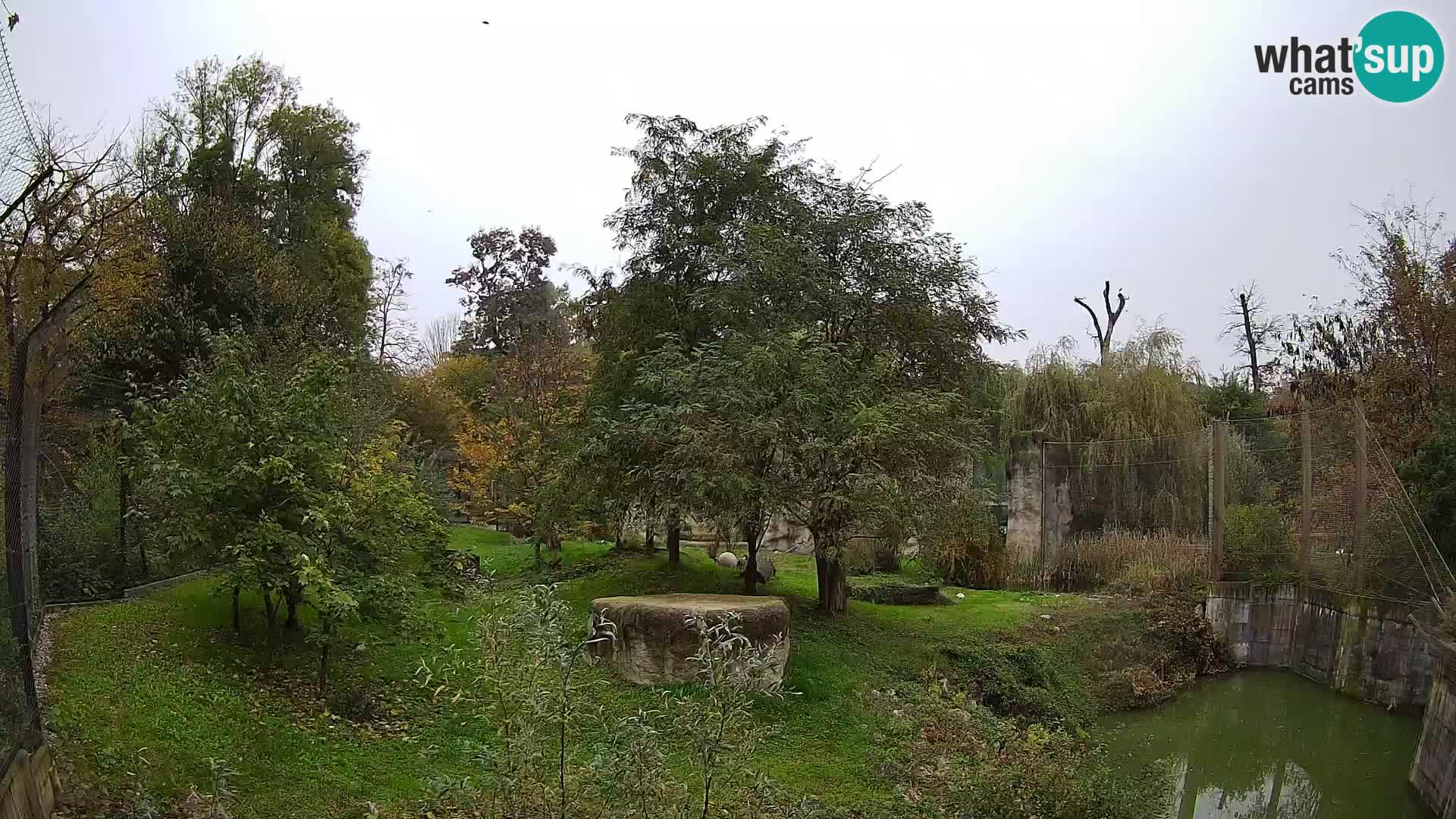 Spletna kamera Zoo Zagreb – Levi