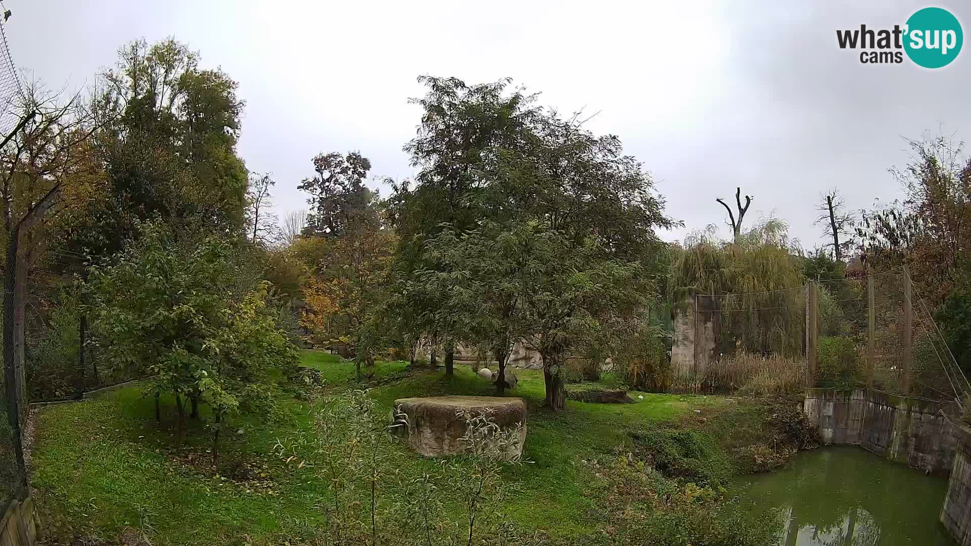 Spletna kamera Zoo Zagreb – Levi