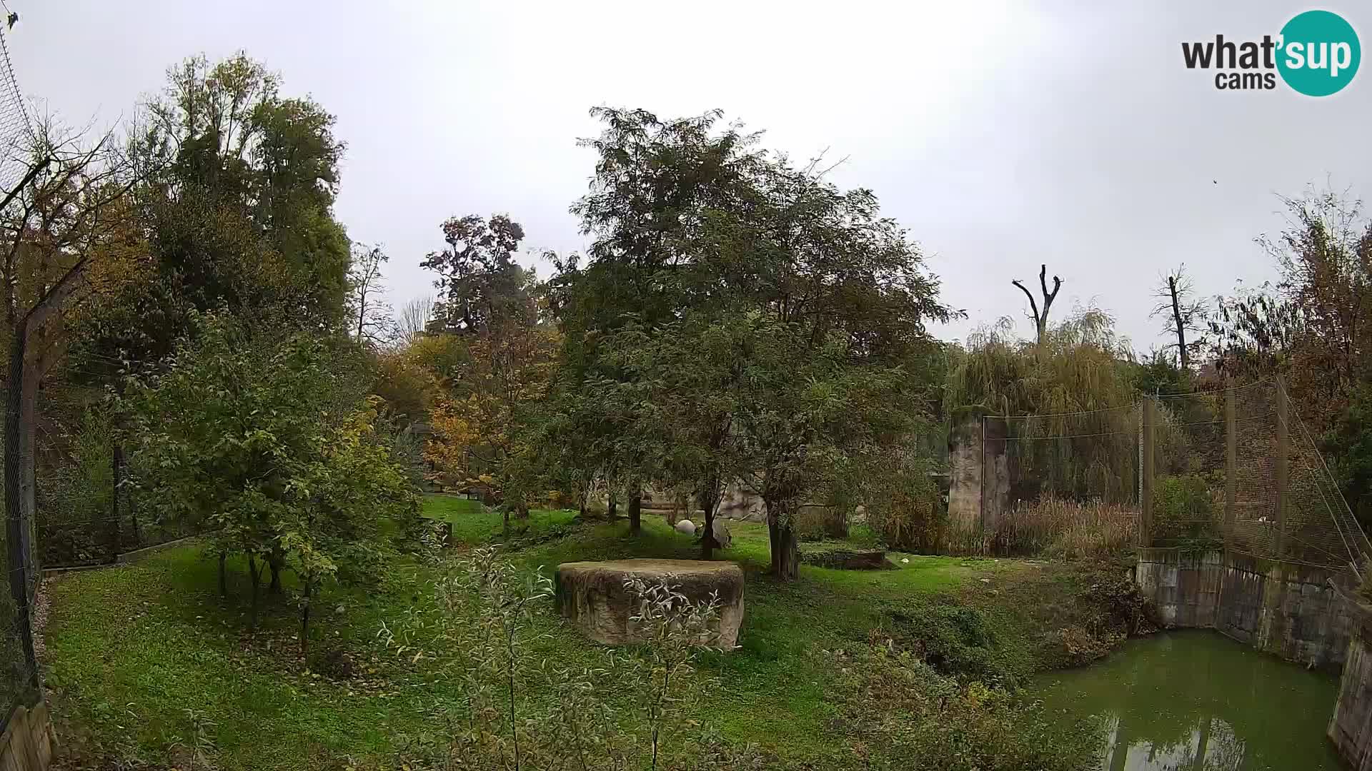 Zoo Zagreb – Lion