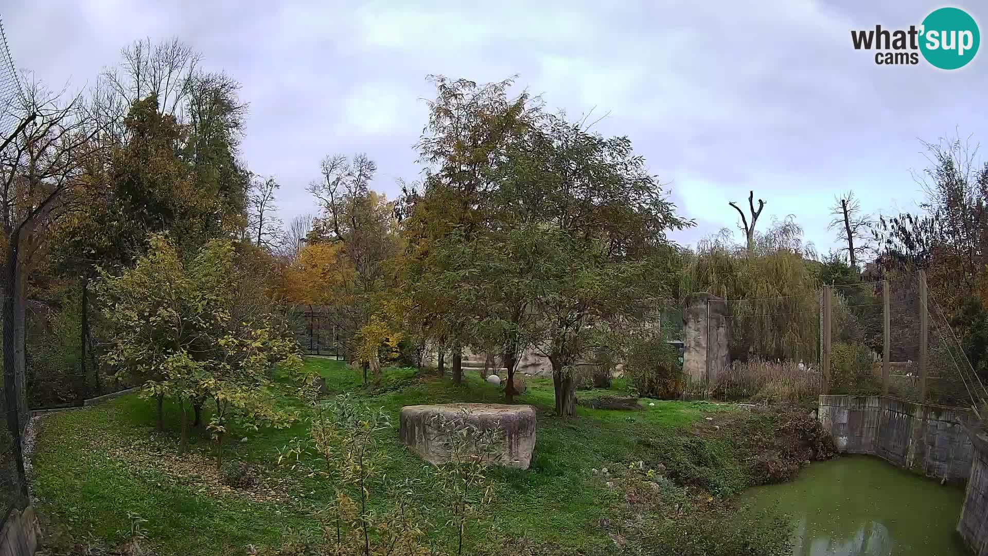 Spletna kamera Zoo Zagreb – Levi