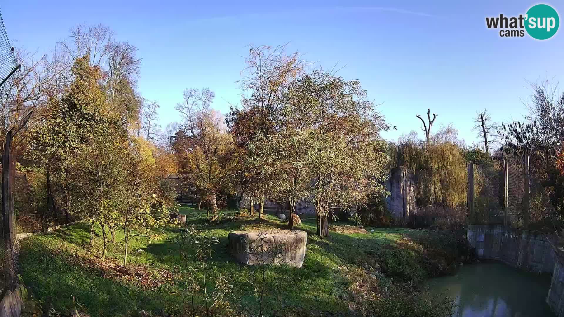 Zoo Zagreb – Lavovi