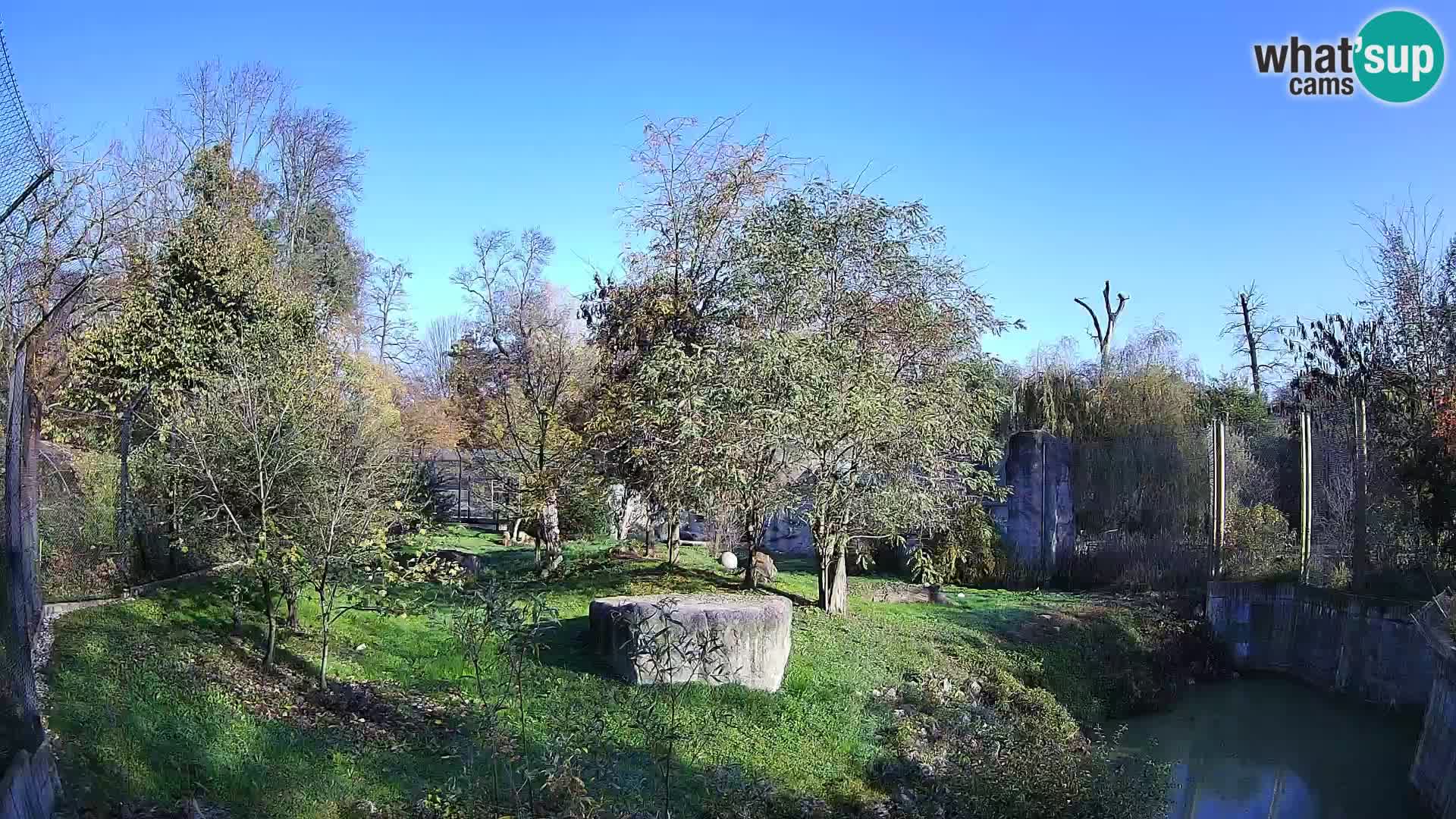 Zoo Zagreb – Löwen