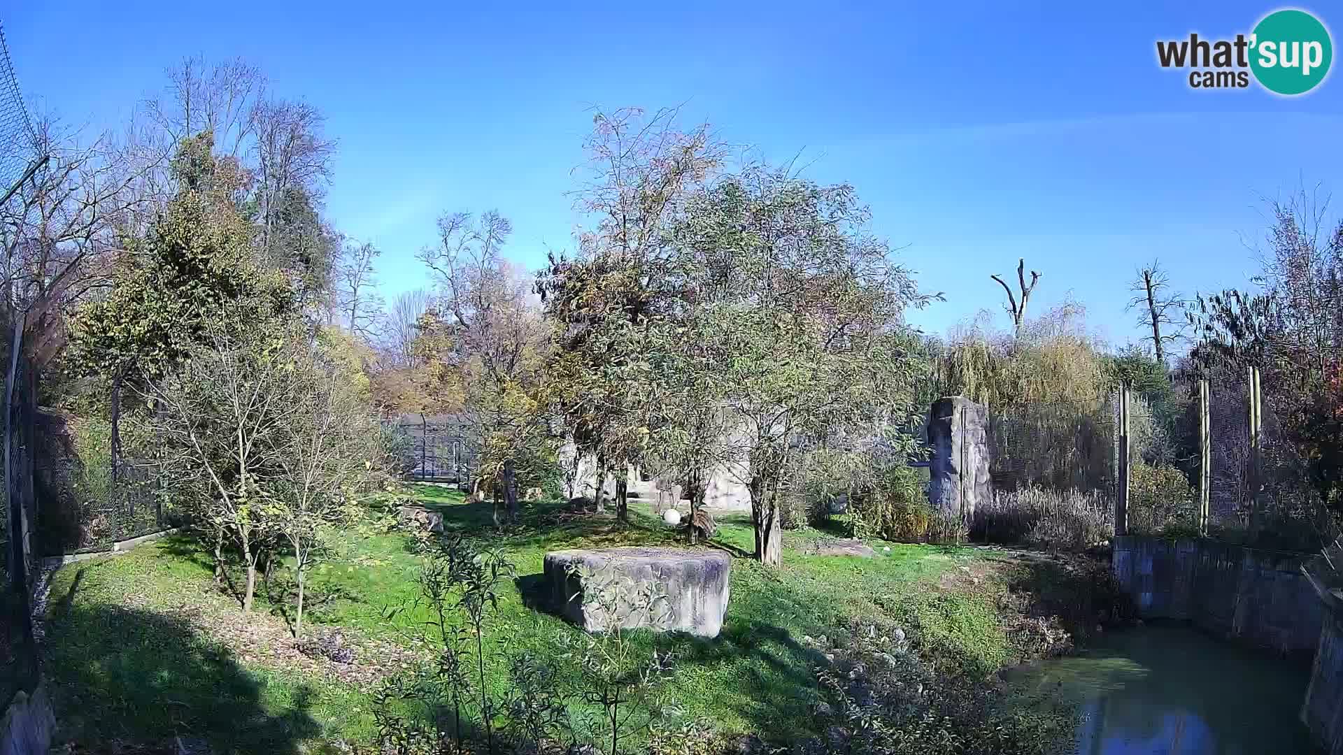 Zoo Zagreb – Löwen