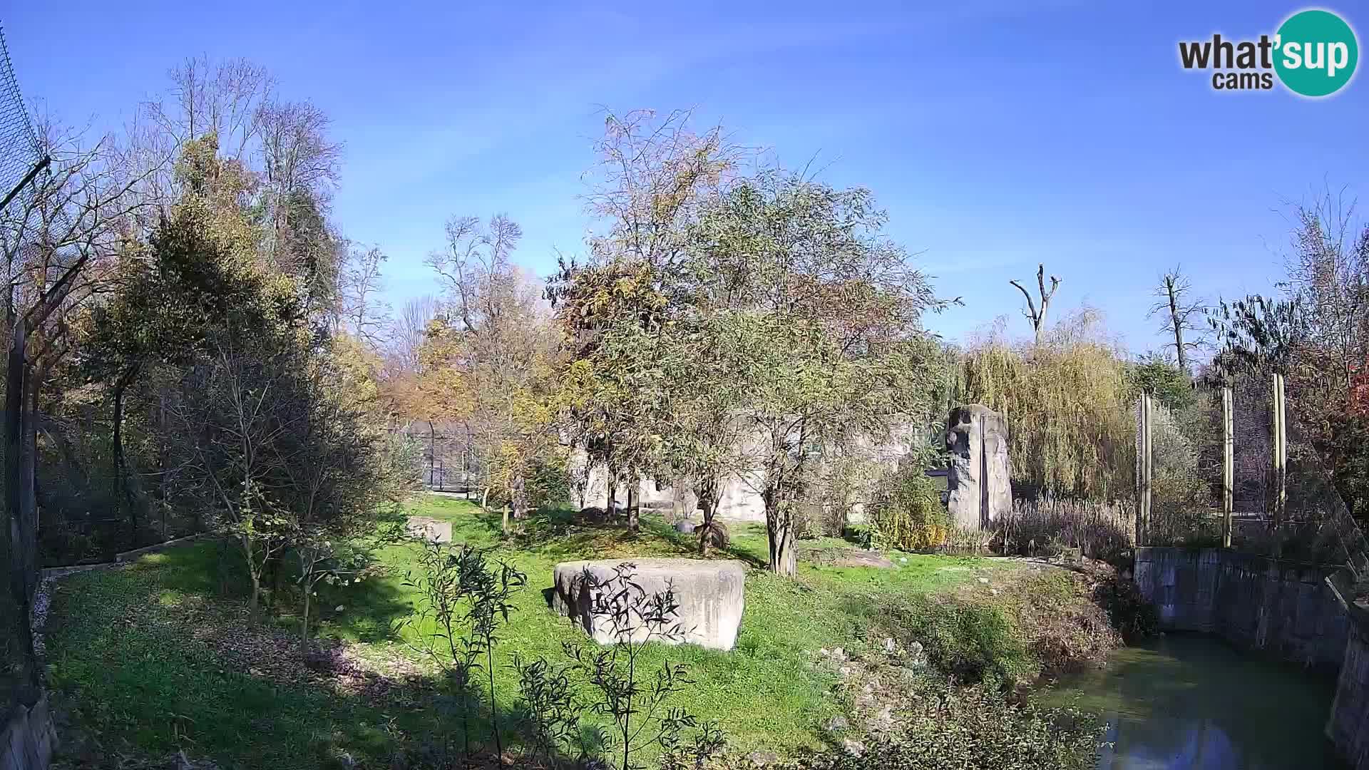 Zoo Zagreb – Lion