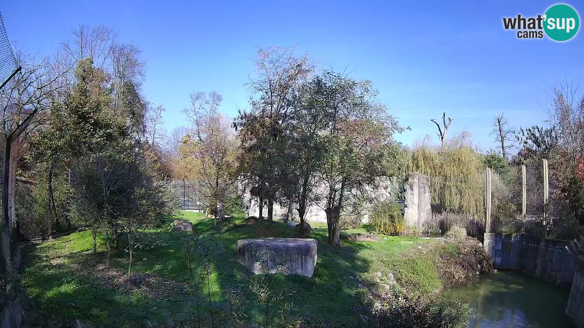 Zoo Zagreb – Lion