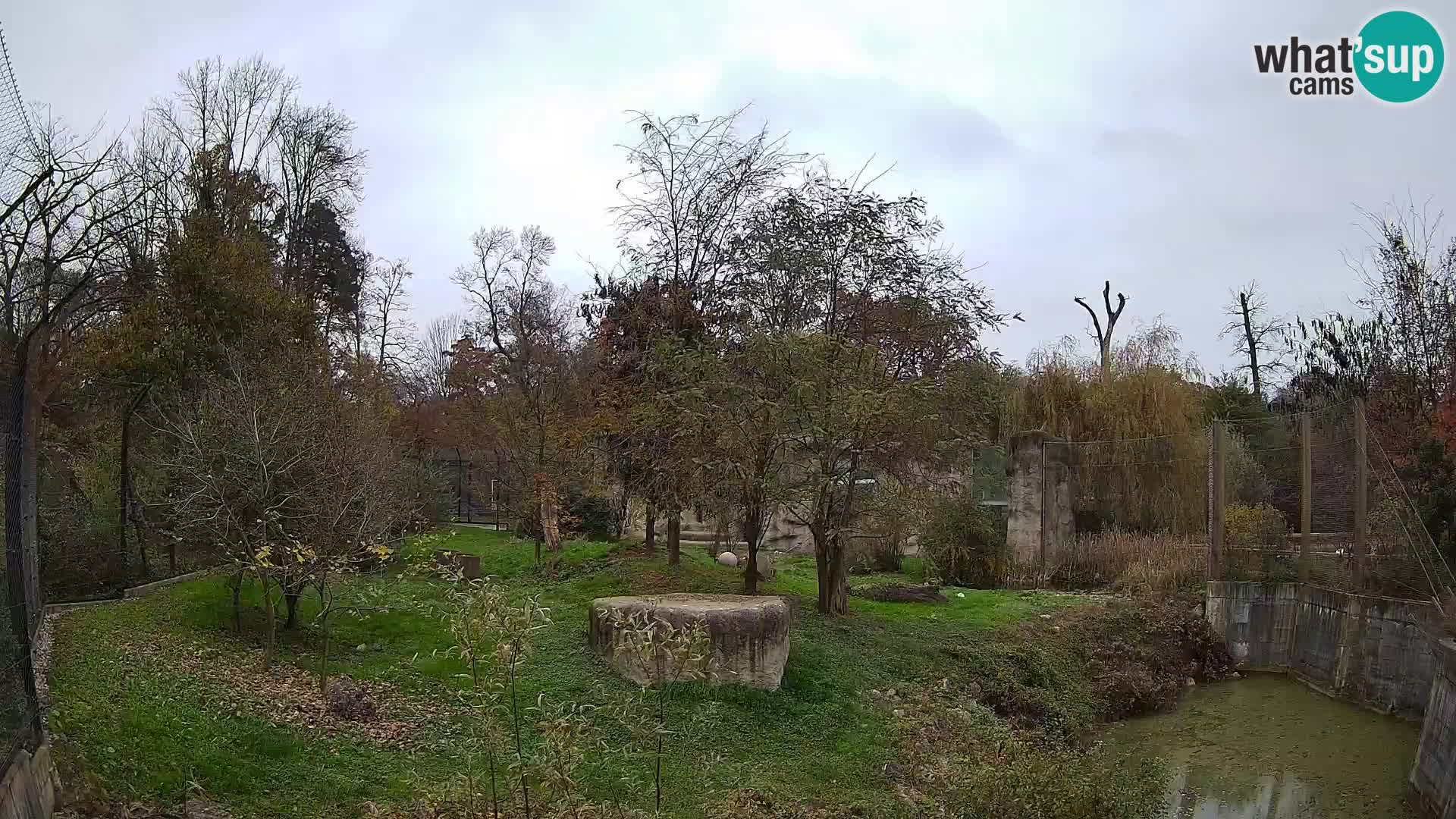 Zoo Zagreb – Lavovi