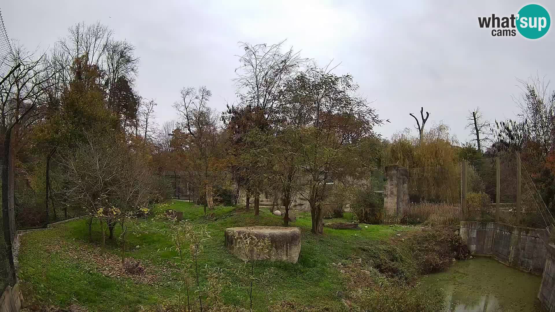 Zoo Zagreb – Lion