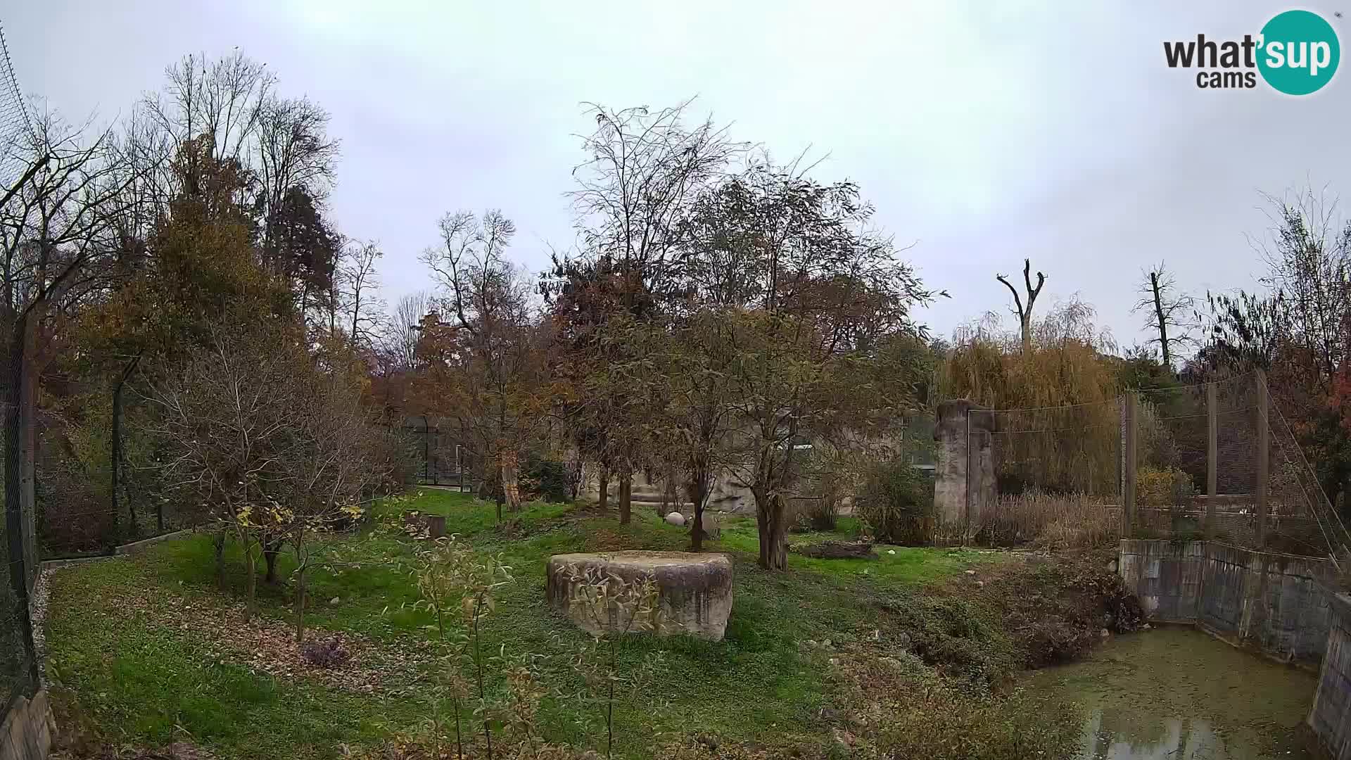 Zoo Zagreb – Löwen