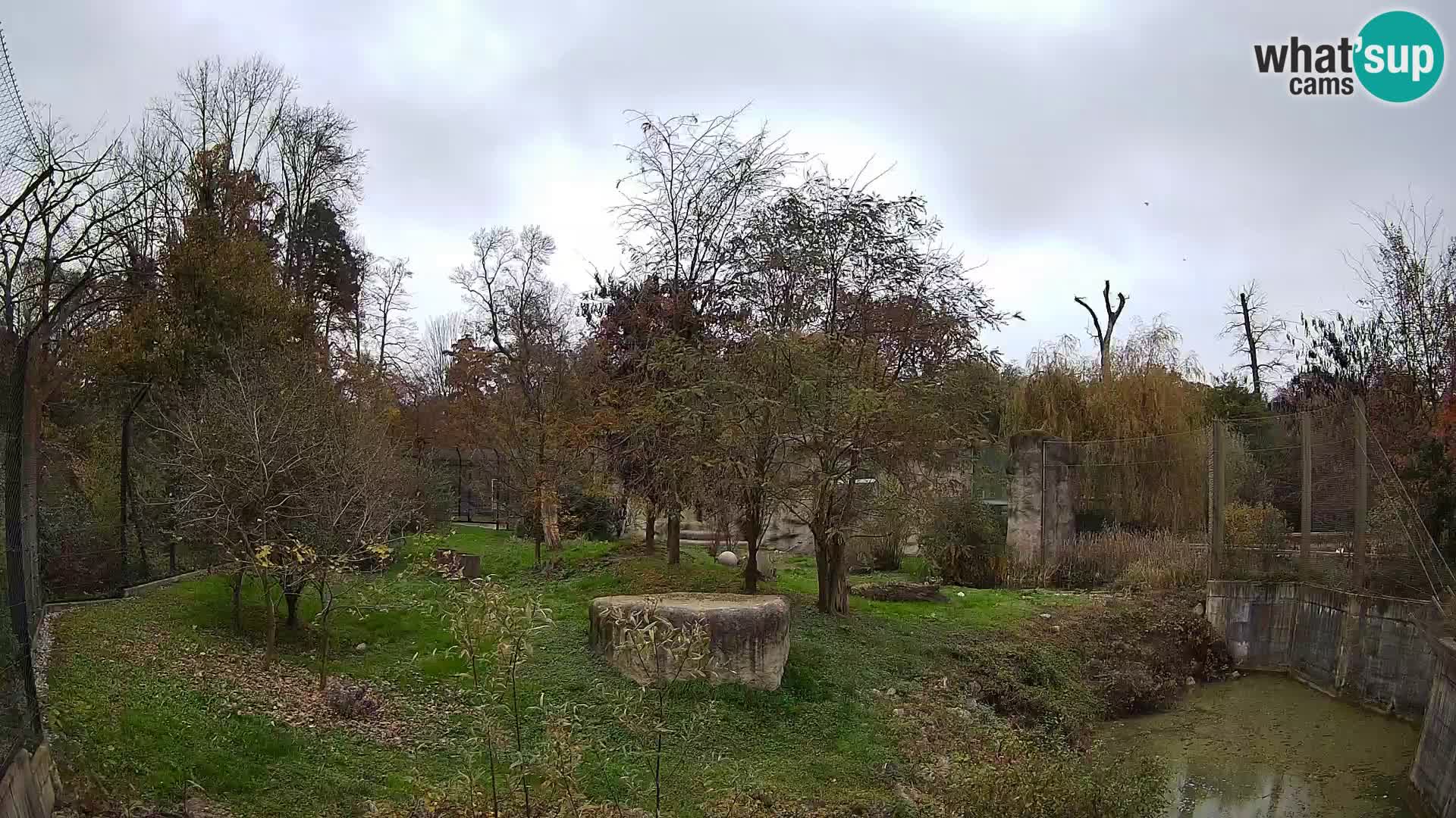 Zoo Zagreb – Lavovi