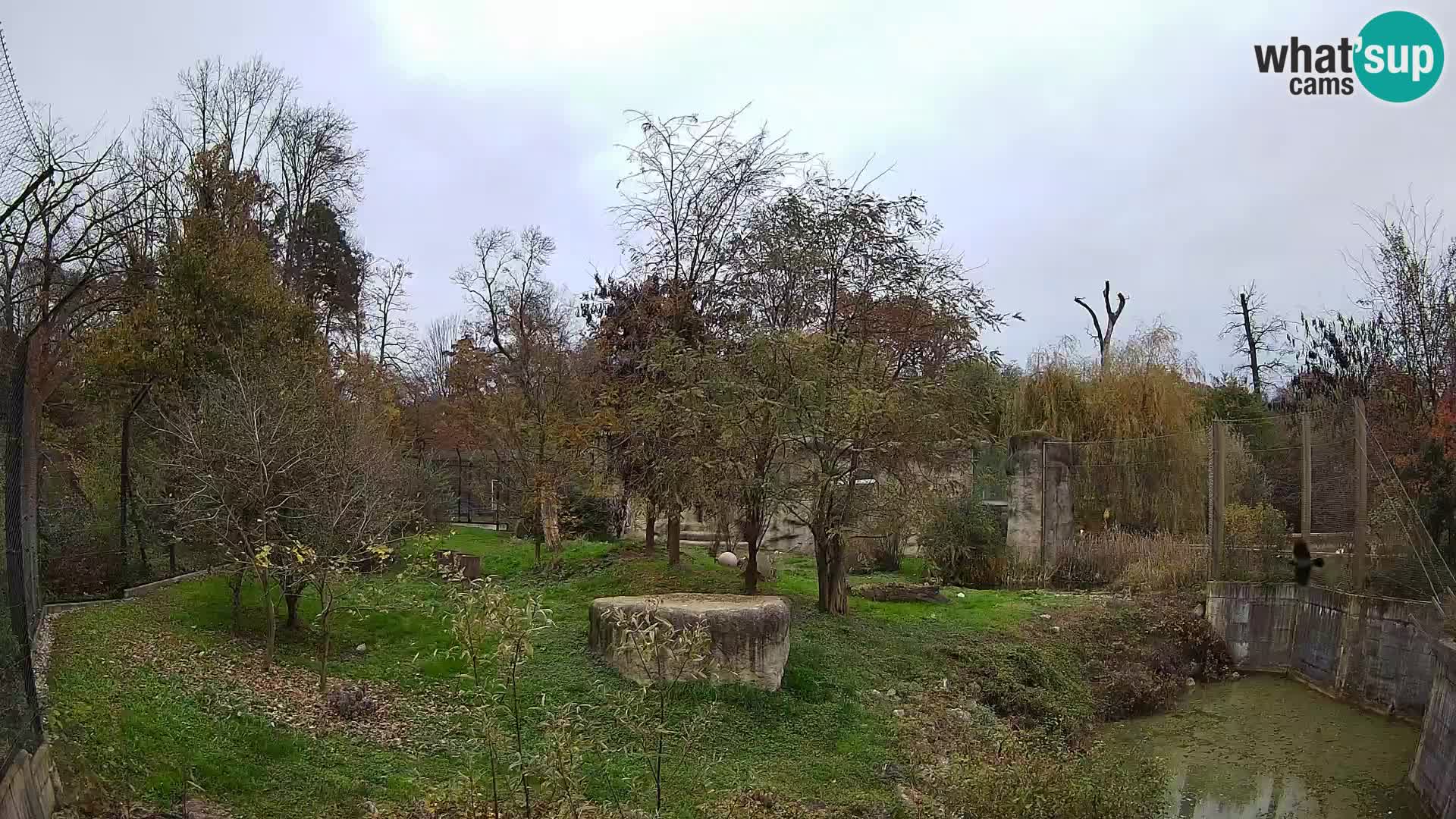 Spletna kamera Zoo Zagreb – Levi