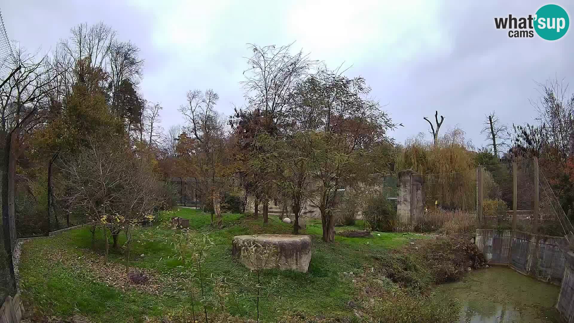 Zoo Zagreb – Löwen