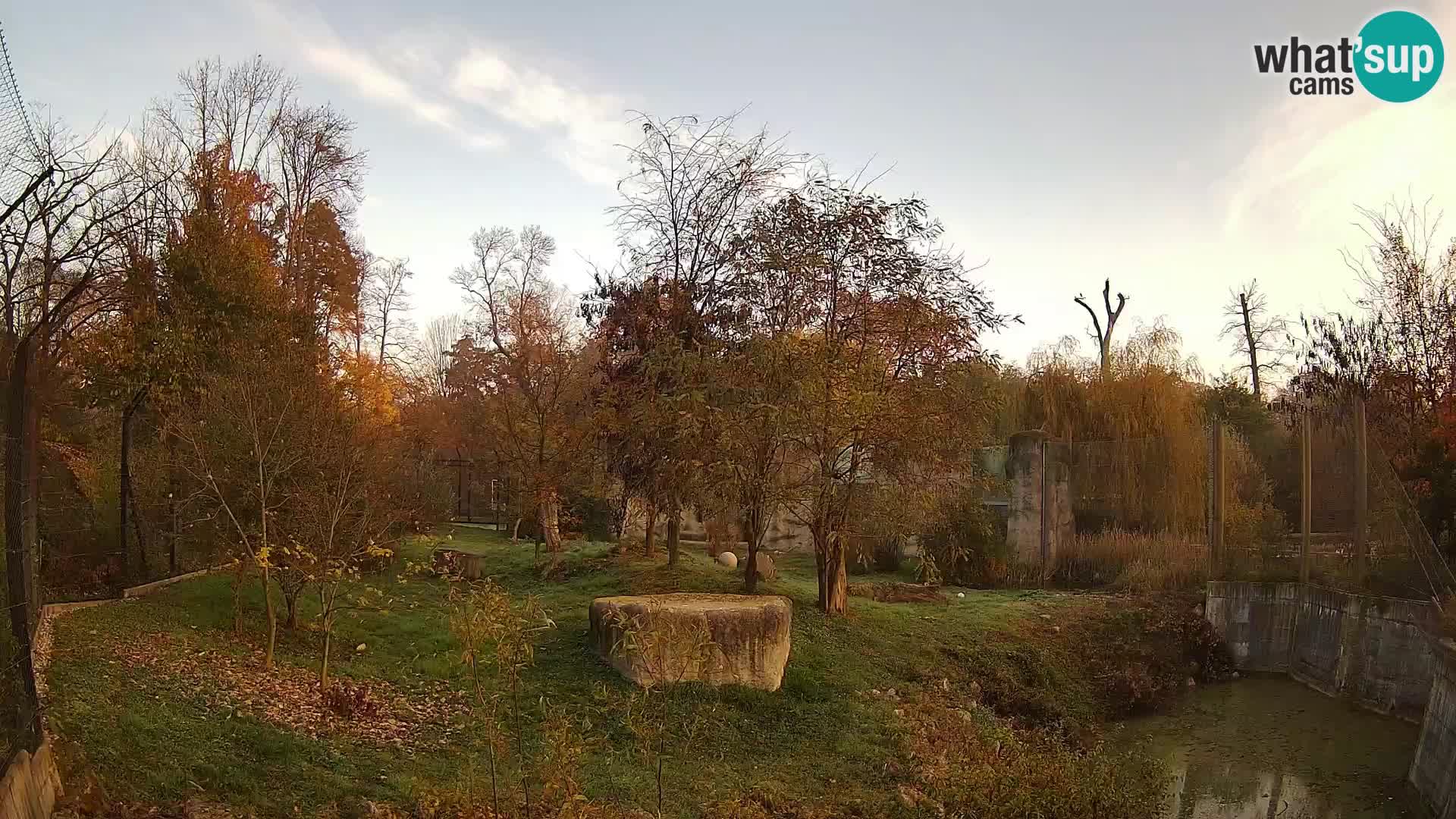 Zoo Zagreb – Lion