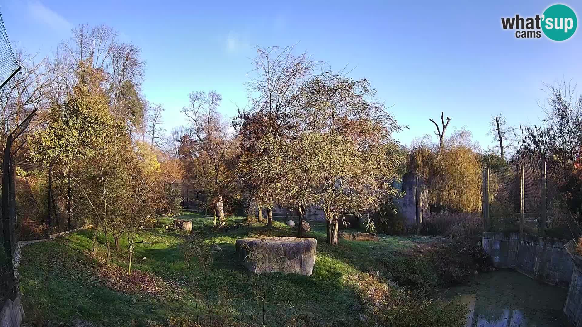 Zoo Zagreb – Lion