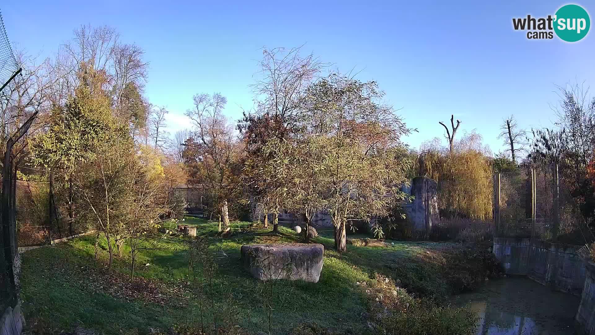 Zoo Zagreb – Löwen