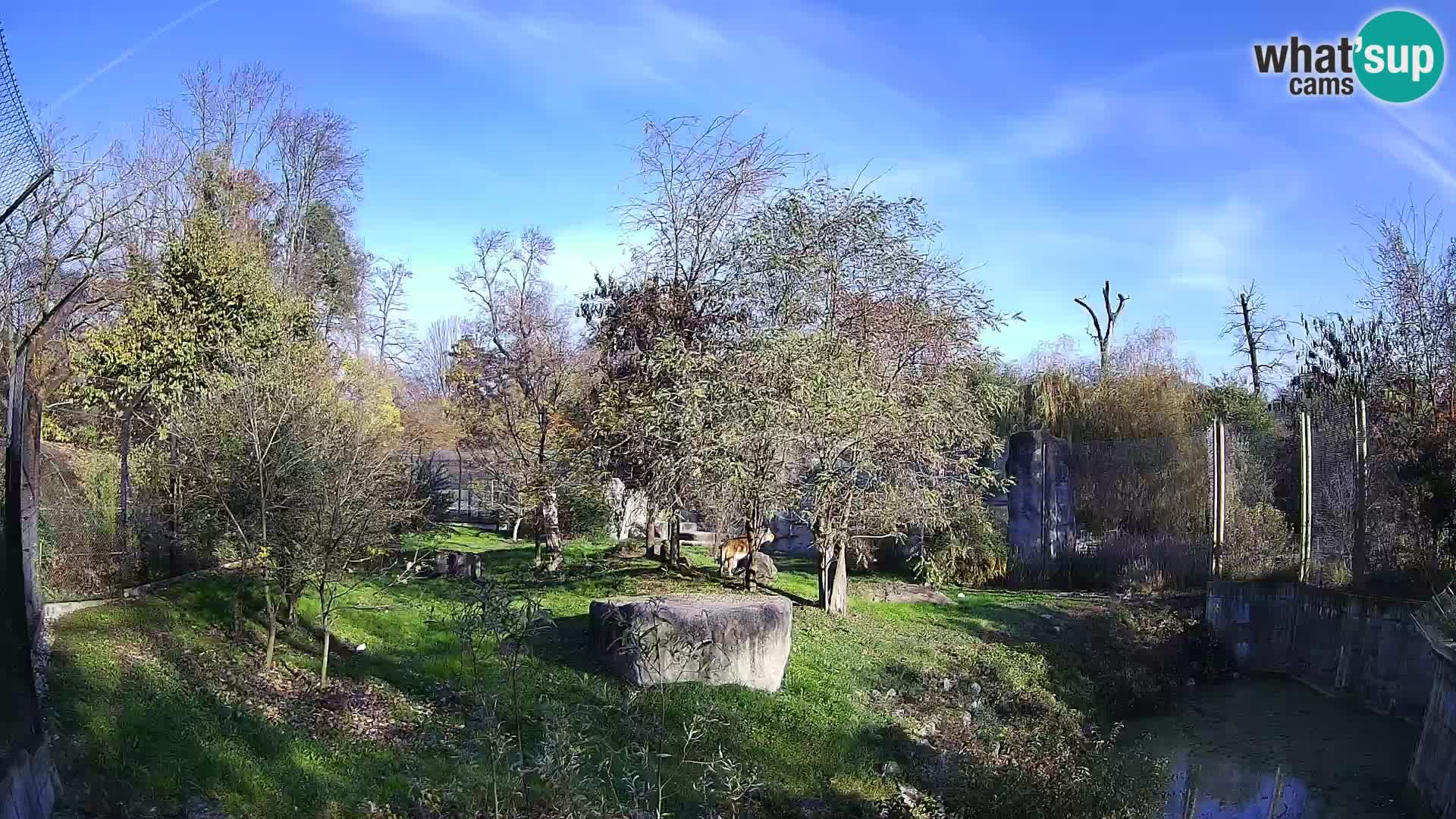 Zoo Zagreb – Löwen