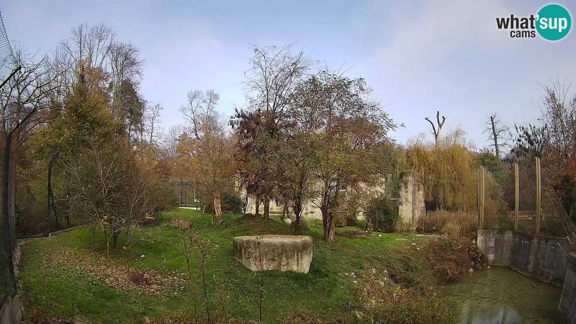 Zoo Zagreb – Lion