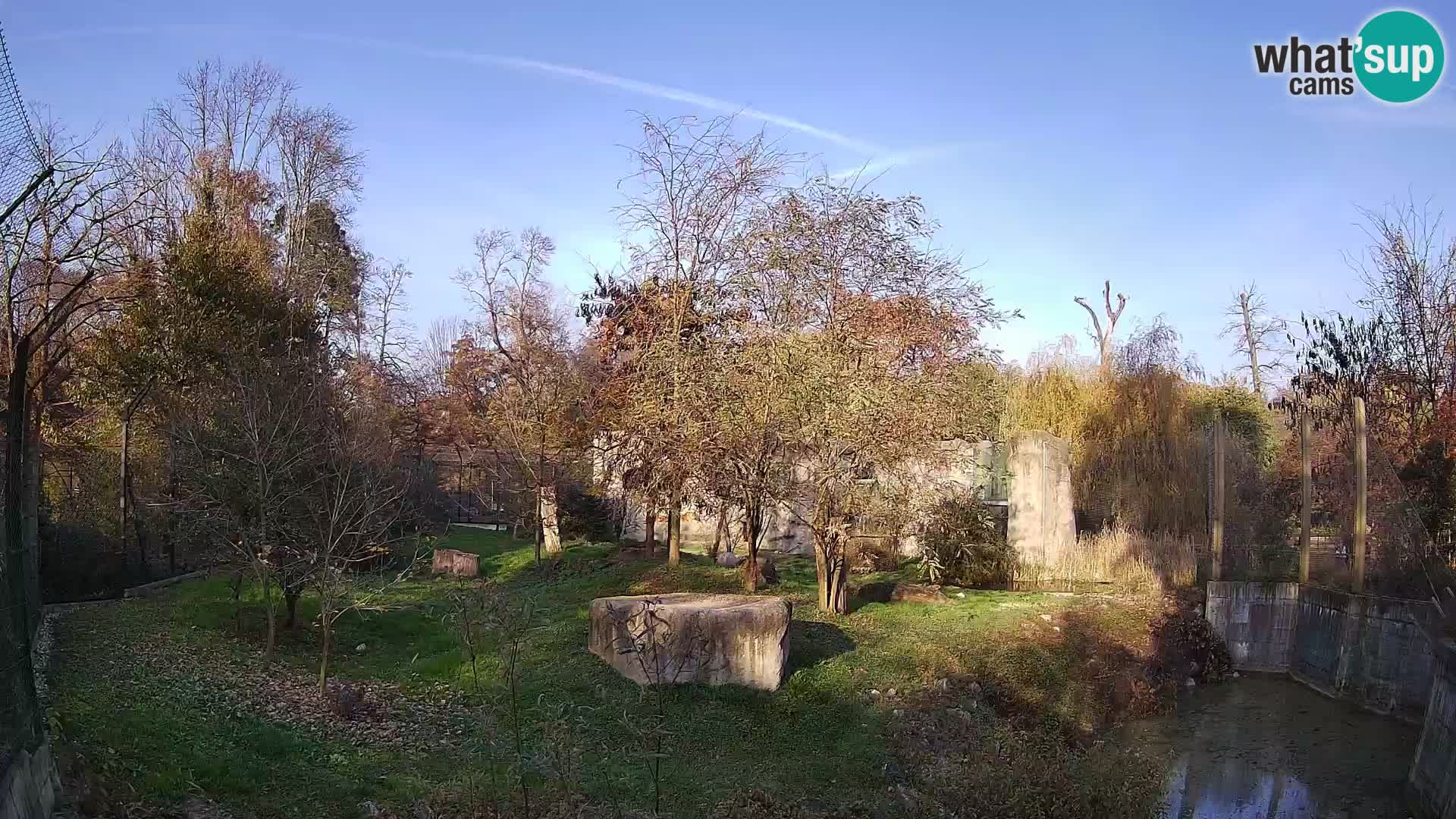 Zoo Zagreb – Lion