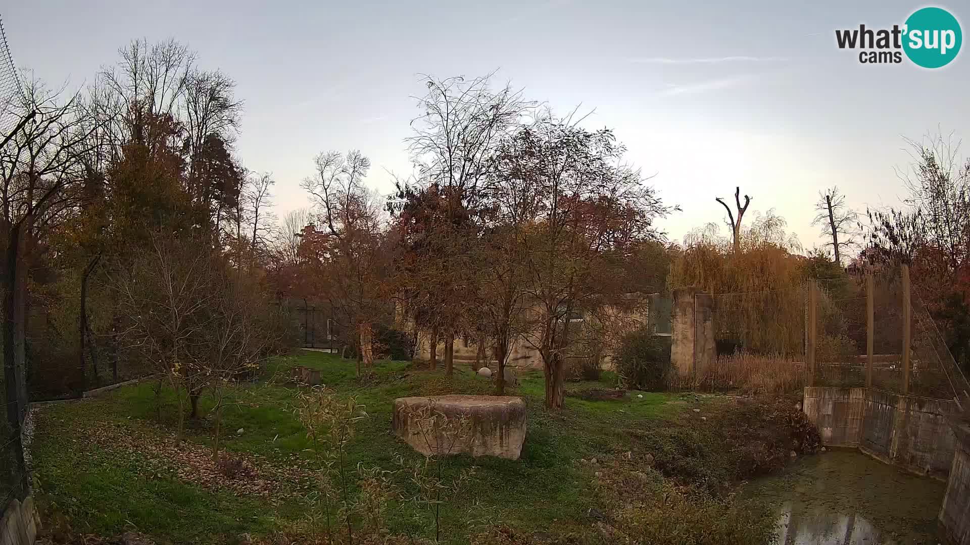 Zoo Zagreb – Lion