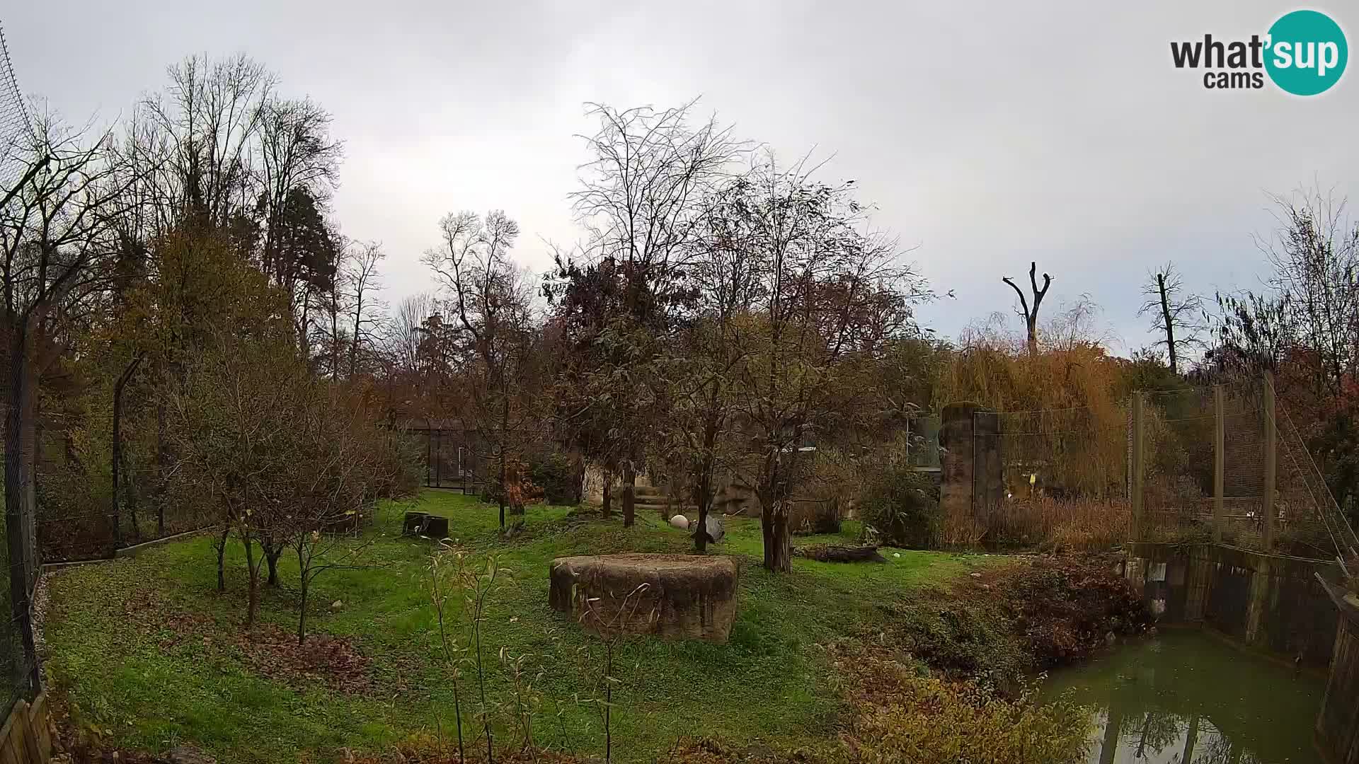 Zoo Zagreb – Löwen