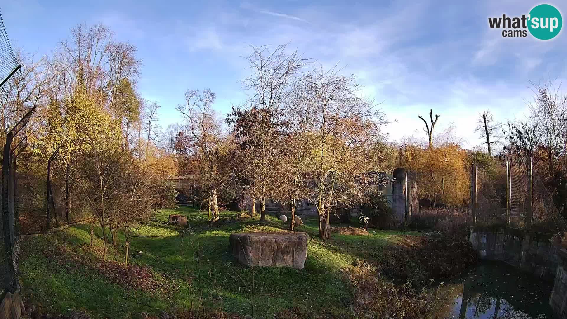 Zoo Zagreb – Leones