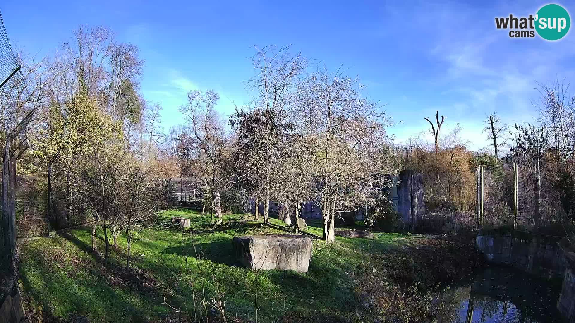 Zoo Zagreb – Löwen