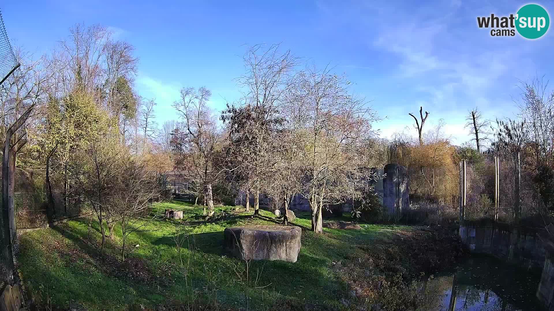 Zoo Zagreb – Lavovi