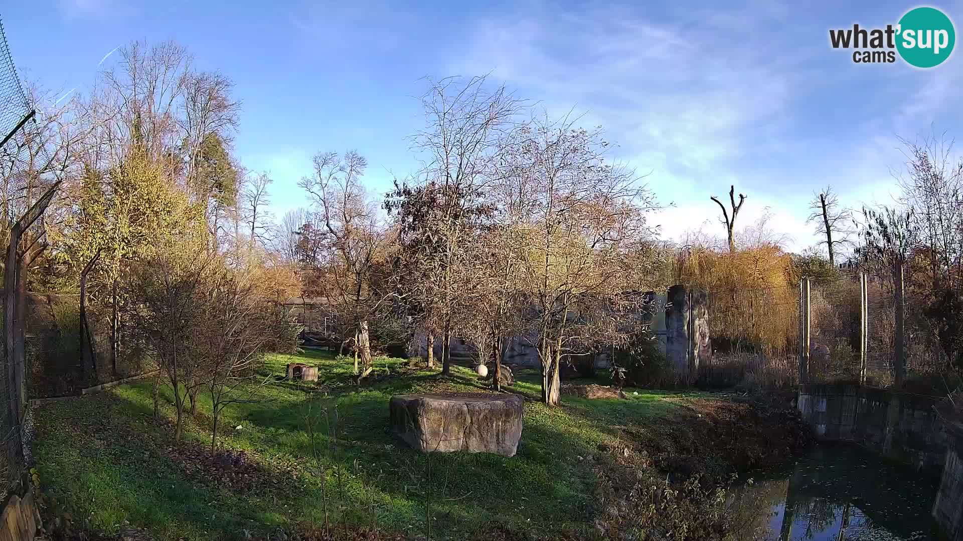 Spletna kamera Zoo Zagreb – Levi